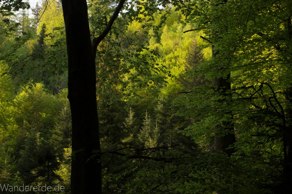 Panoramaweg Baden-Baden – Abschnitt Geroldsauer Tal, schönes,idyllisches Tal mit tollem Wasserfall, umringt von Wald und unzähligen Rhododendron, Natur Pfad auf beiden Seiten entlang des Tals