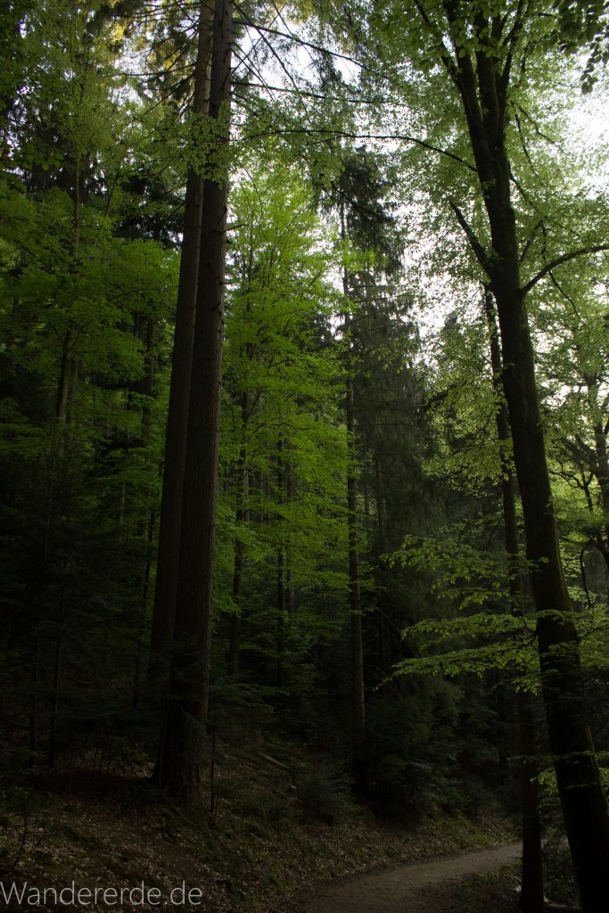 Panoramaweg Baden-Baden – Abschnitt Geroldsauer Tal, schönes,idyllisches Tal mit tollem Wasserfall, umringt von Wald und unzähligen Rhododendron, Natur Pfad auf beiden Seiten entlang des Tals