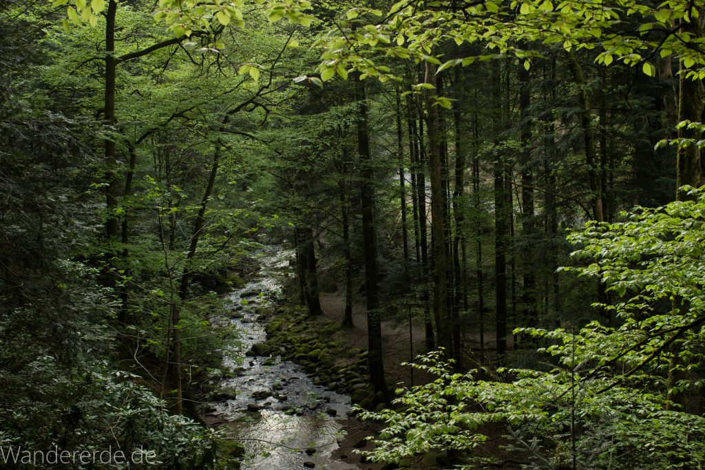 Panoramaweg Baden-Baden – Abschnitt Geroldsauer Tal, schönes,idyllisches Tal mit tollem Wasserfall, umringt von Wald und unzähligen Rhododendron, Natur Pfad auf beiden Seiten entlang des Tals