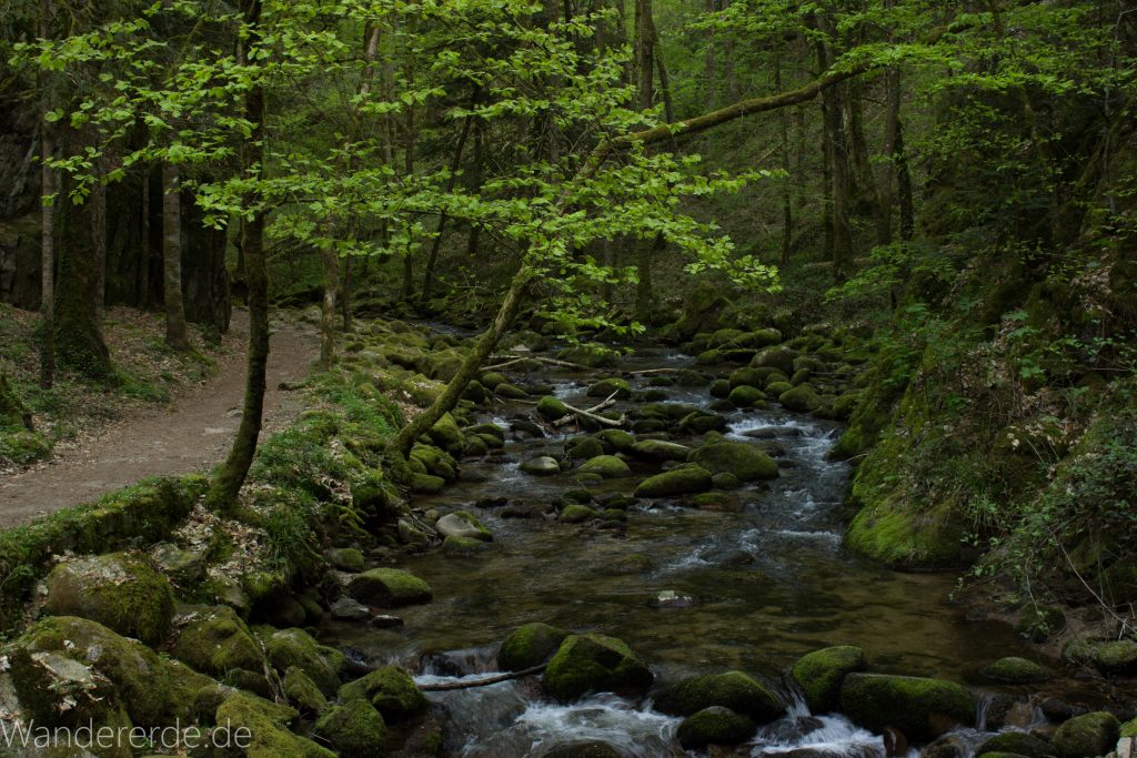 Panoramaweg Baden-Baden – Abschnitt Geroldsauer Tal, schönes,idyllisches Tal mit tollem Wasserfall, umringt von Wald und unzähligen Rhododendron, Natur Pfad auf beiden Seiten entlang des Tals