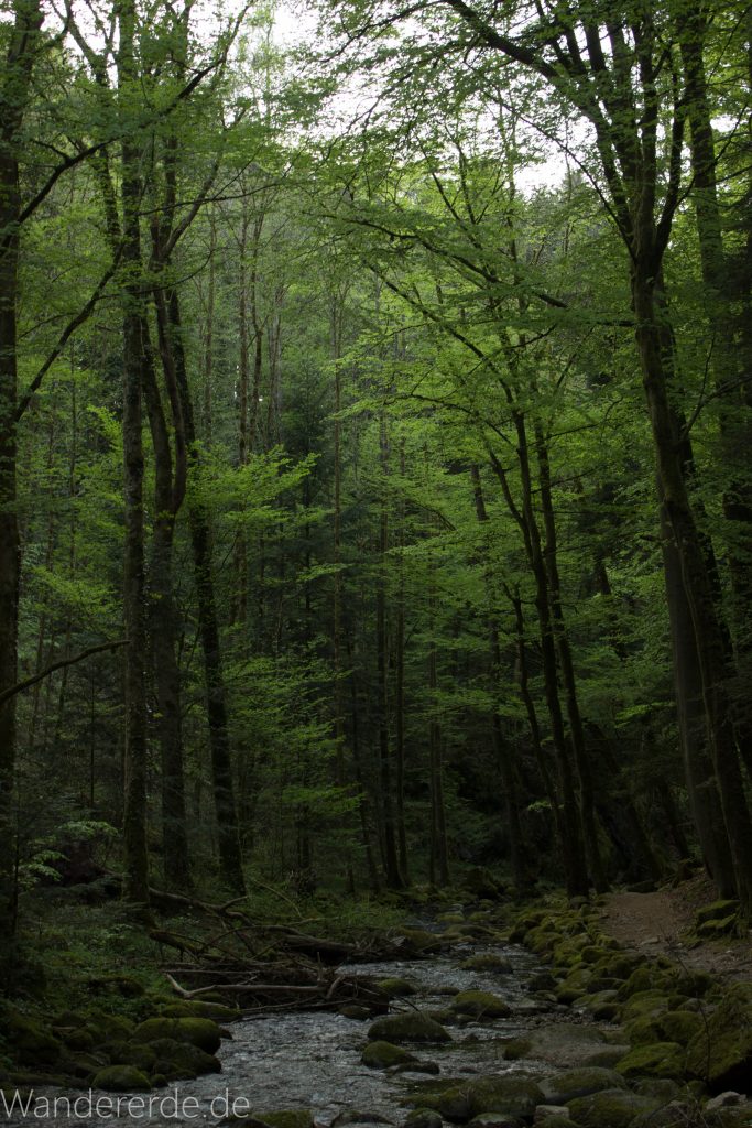 Panoramaweg Baden-Baden – Abschnitt Geroldsauer Tal, schönes,idyllisches Tal mit tollem Wasserfall, umringt von Wald und unzähligen Rhododendron, Natur Pfad auf beiden Seiten entlang des Tals