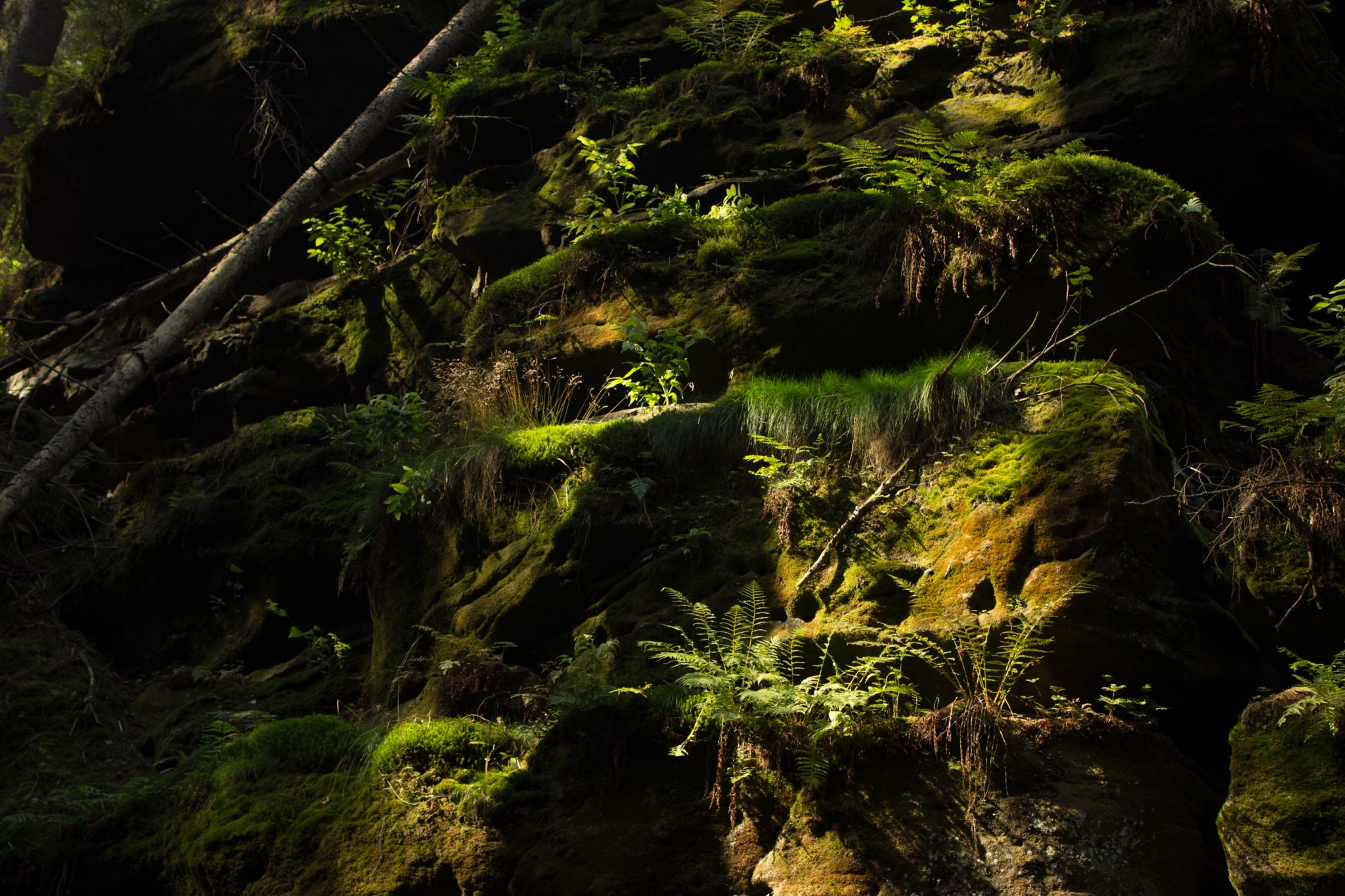 Zeughaus Roß- und Goldsteig Richterschlüchte im Kirnitzschtal wandern, Wanderweg im Wanderparadies Sächsische Schweiz mit vielen tollen Aussichten, riesiger Felsennationalpark, moosbewachsene Felsen mit Farne