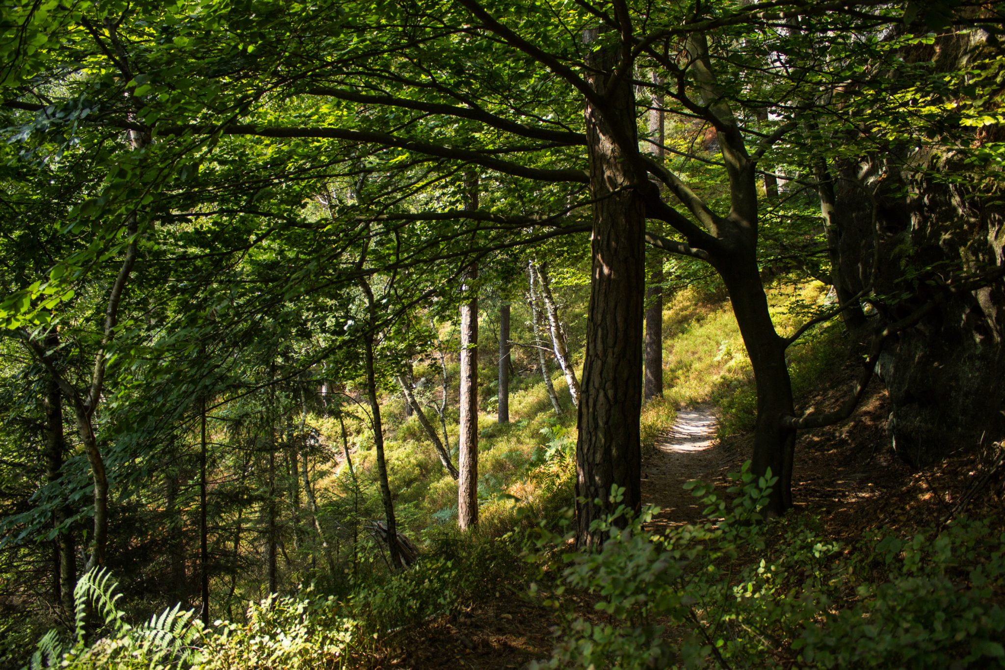 Zeughaus Roß- und Goldsteig Richterschlüchte im Kirnitzschtal wandern, Wanderweg im Wanderparadies Sächsische Schweiz mit vielen tollen Aussichten, riesiger Felsennationalpark, schmaler natürlicher Pfad durch schönen Wald