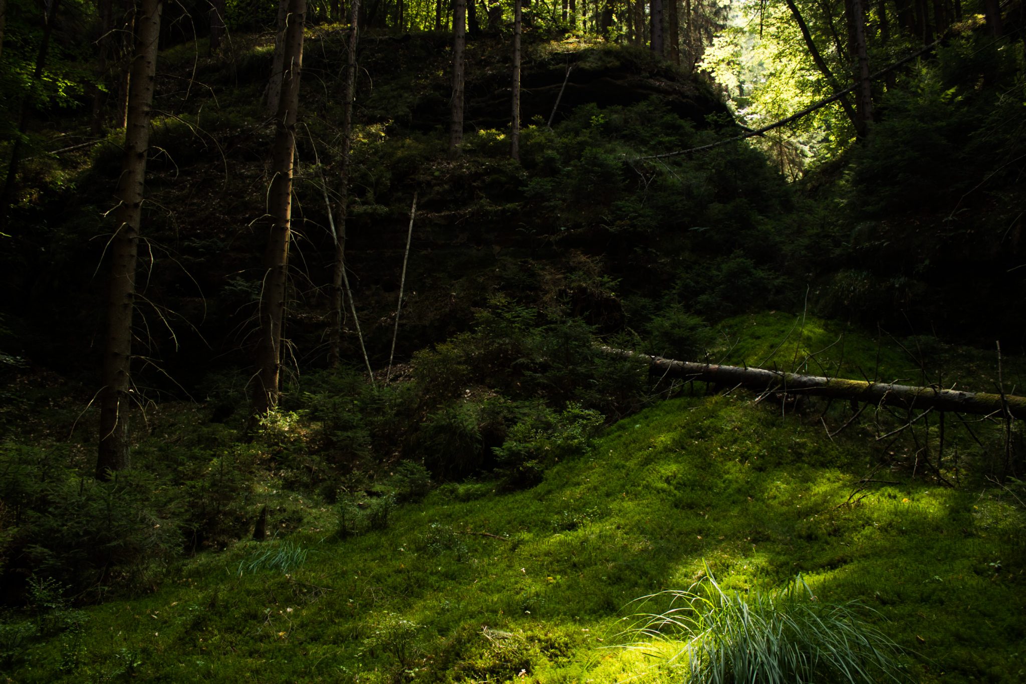 Zeughaus Roß- und Goldsteig Richterschlüchte im Kirnitzschtal wandern, Wanderweg im Wanderparadies Sächsische Schweiz mit vielen tollen Aussichten, riesiger Felsennationalpark, sehr viel saftig grünes Moos