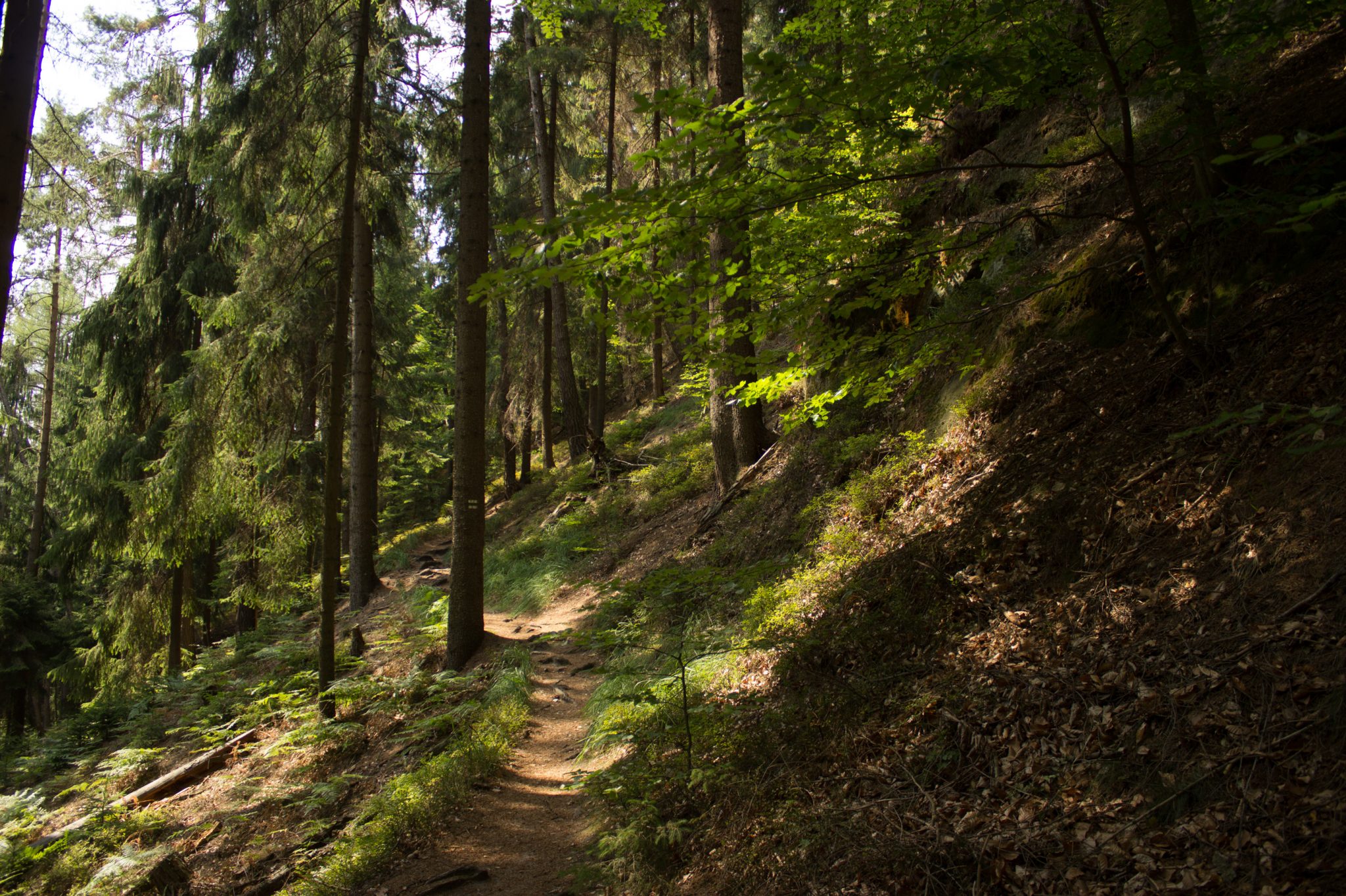 Zeughaus Hickelhöhle und Großer Reitsteig - im Kirnitzschtal wandern, Wanderweg im Wanderparadies Sächsische Schweiz mit vielen tollen Aussichten, riesiger Felsennationalpark, schmaler, abwechslungsreicher Pfad