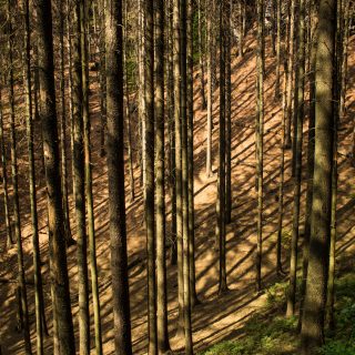 Zeughaus Hickelhöhle und Großer Reitsteig - im Kirnitzschtal wandern, Wanderweg im Wanderparadies Sächsische Schweiz mit vielen tollen Aussichten, riesiger Felsennationalpark, unendliche viele hohe, sehr dünne Bäume