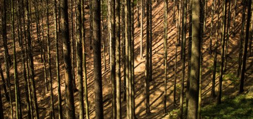 Zeughaus Hickelhöhle und Großer Reitsteig - im Kirnitzschtal wandern, Wanderweg im Wanderparadies Sächsische Schweiz mit vielen tollen Aussichten, riesiger Felsennationalpark, unendliche viele hohe, sehr dünne Bäume