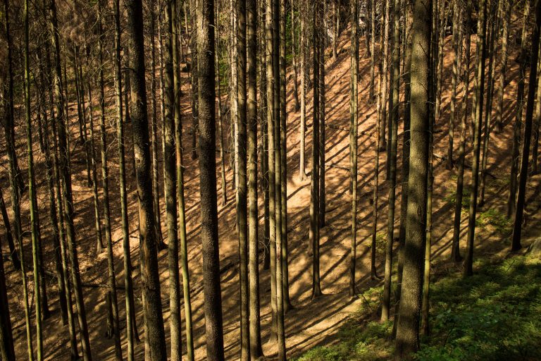 Zeughaus Hickelhöhle und Großer Reitsteig - im Kirnitzschtal wandern, Wanderweg im Wanderparadies Sächsische Schweiz mit vielen tollen Aussichten, riesiger Felsennationalpark, unendliche viele hohe, sehr dünne Bäume