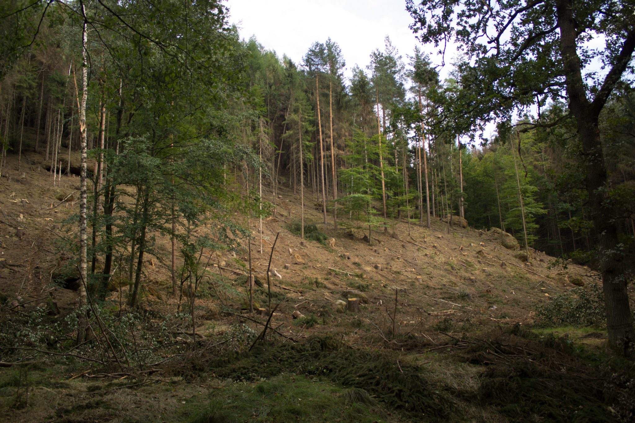 Zeughaus Hickelhöhle und Großer Reitsteig - im Kirnitzschtal wandern, Wanderweg im Wanderparadies Sächsische Schweiz mit vielen tollen Aussichten, riesiger Felsennationalpark