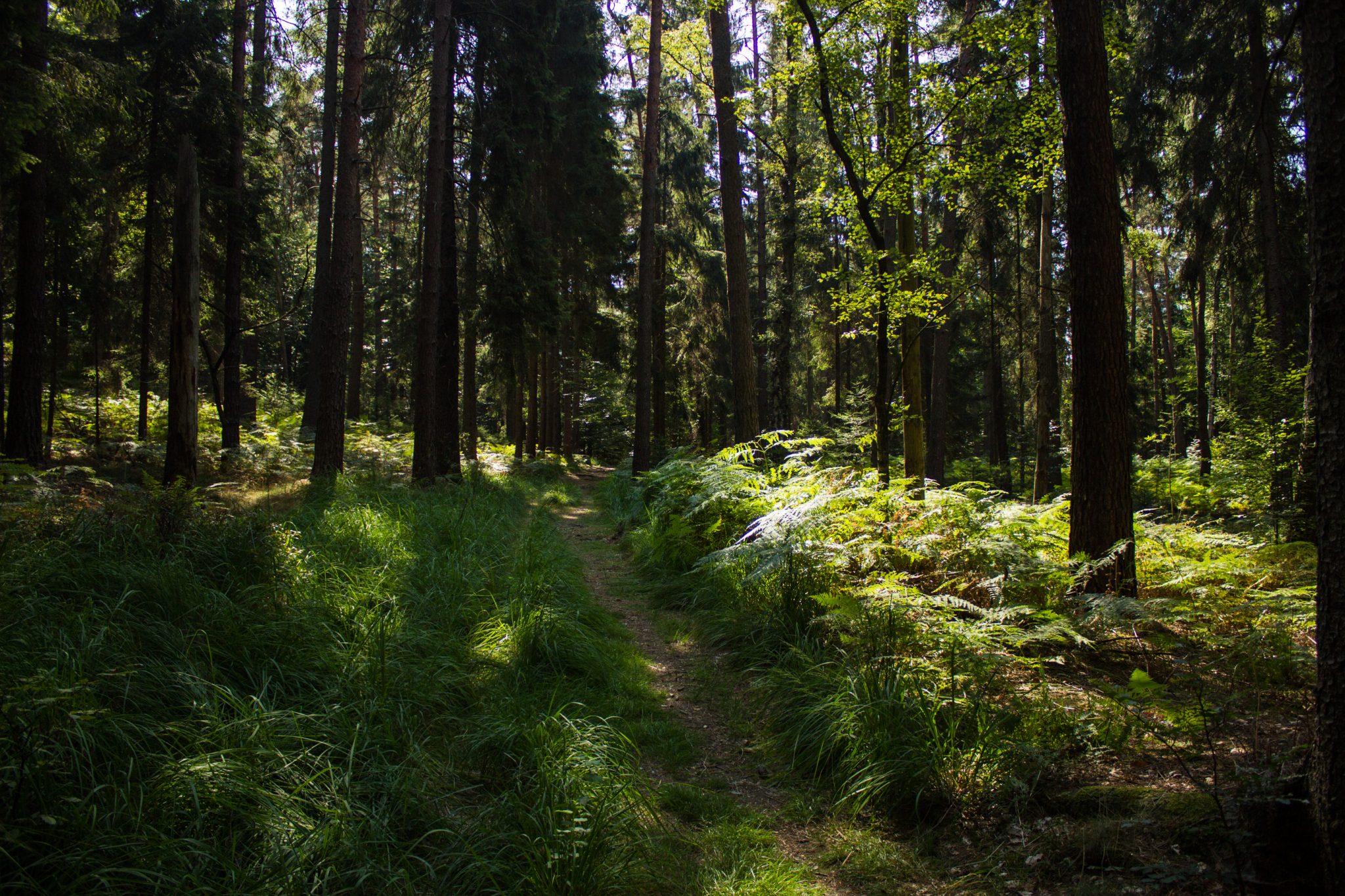 Hohe Liebe Schrammsteine Carolafelsen, Wanderweg im Wanderparadies Sächsische Schweiz mit vielen tollen Aussichten, riesiger Felsennationalpark, schmaler Pfad im schönen saftig grünen Wald