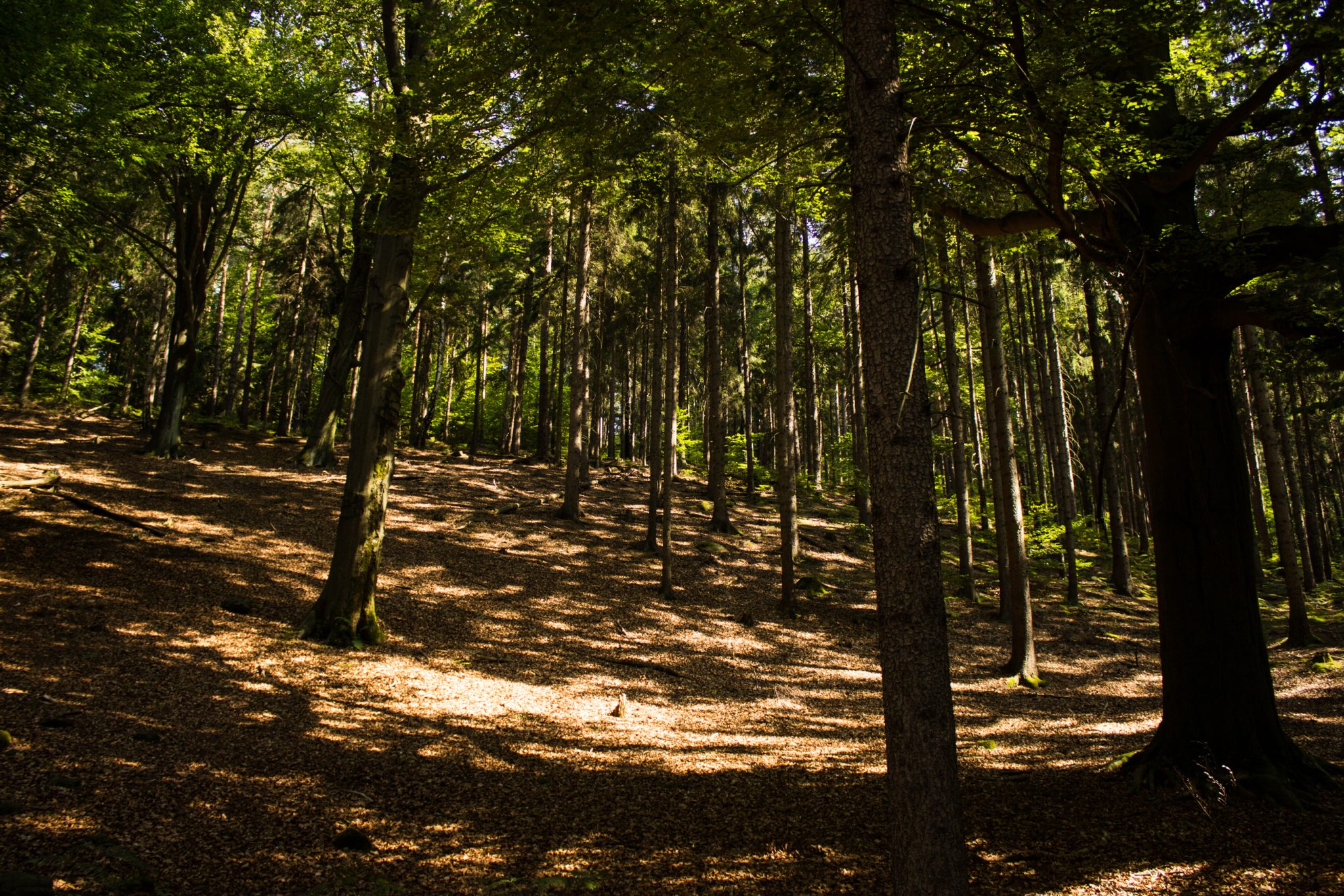 Hohe Liebe Schrammsteine Carolafelsen, Wanderweg im Wanderparadies Sächsische Schweiz mit vielen tollen Aussichten, riesiger Felsennationalpark