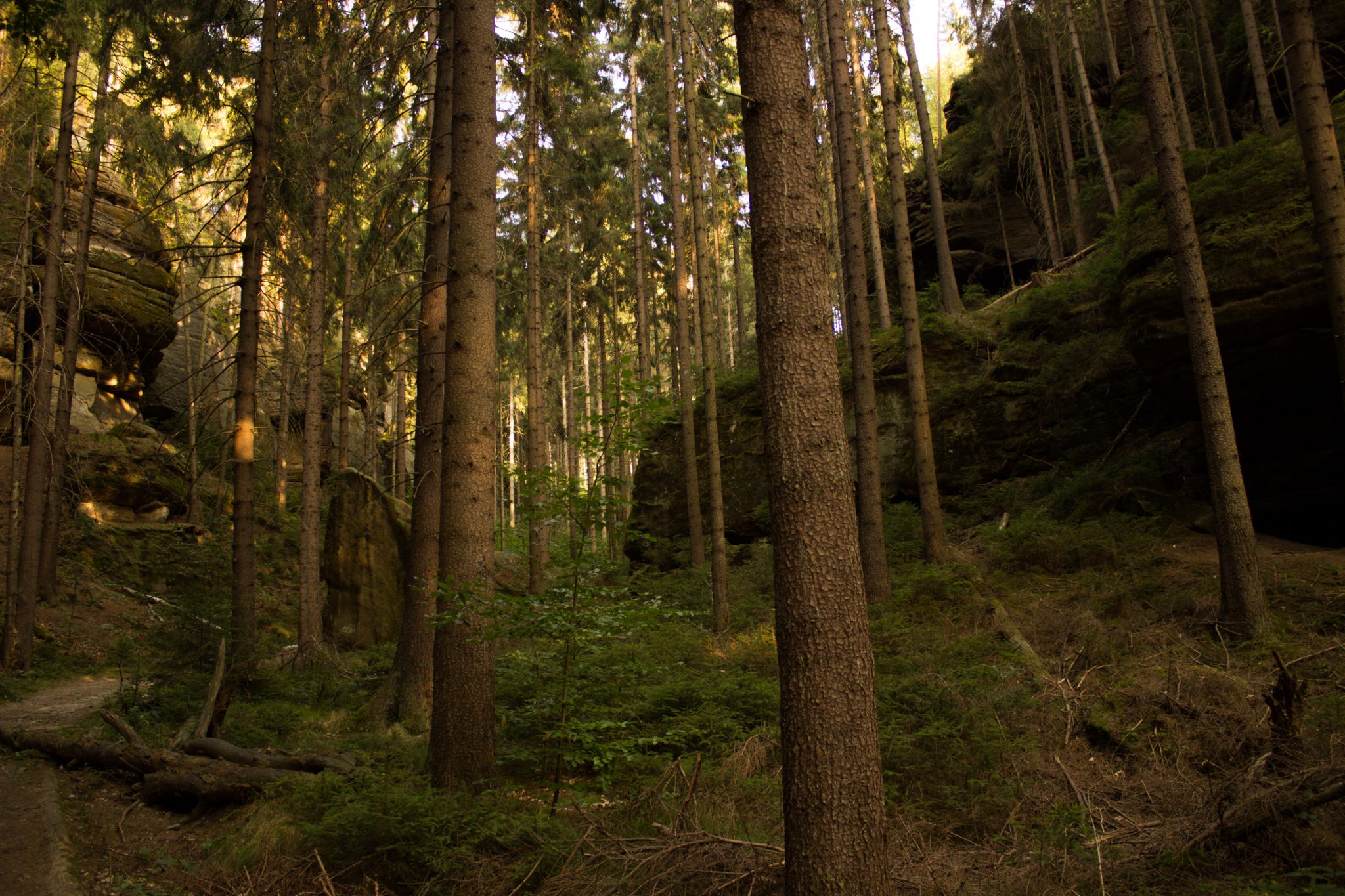 Hohe Liebe Schrammsteine Carolafelsen, Wanderweg im Wanderparadies Sächsische Schweiz mit vielen tollen Aussichten, riesiger Felsennationalpark, schöne Lichtstimmung im Wald