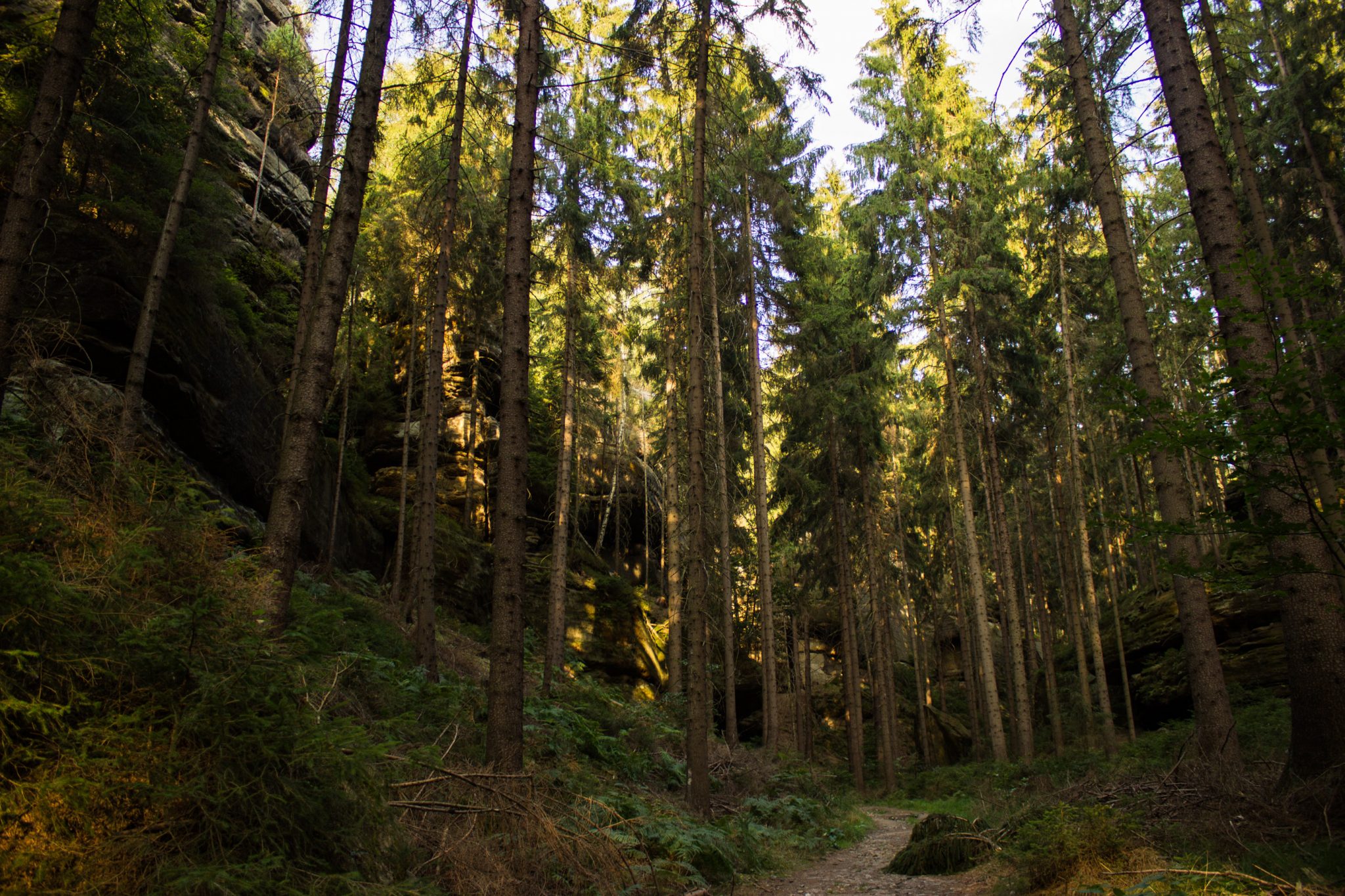 Hohe Liebe Schrammsteine Carolafelsen, Wanderweg im Wanderparadies Sächsische Schweiz mit vielen tollen Aussichten, riesiger Felsennationalpark, schöne Lichtstimmung im Wald