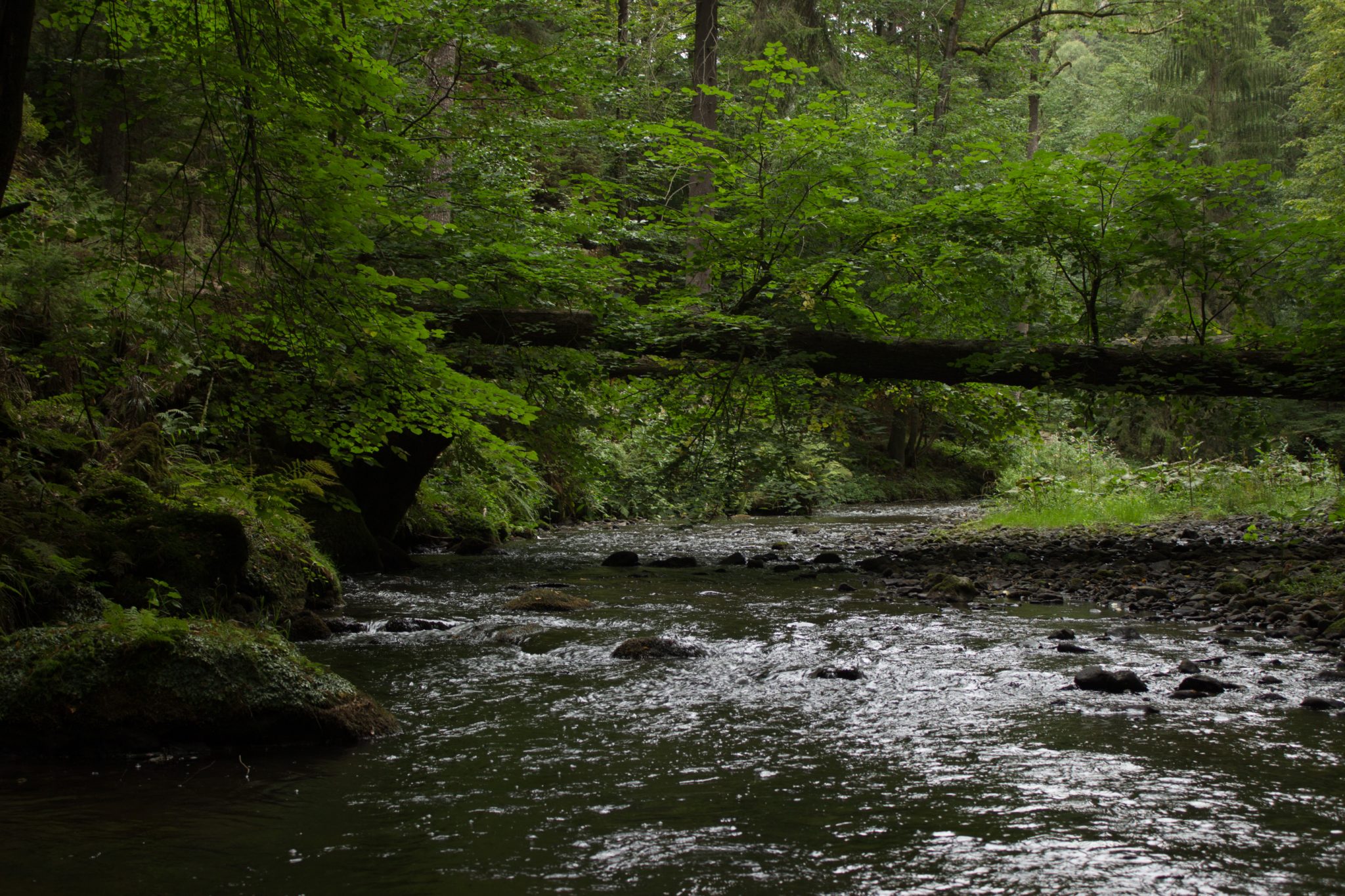 Wanderung durch Polenztal zur Bastei und zu Schwedenlöcher, Wanderweg im Polenztal, saftig grüner Wald, umgefallener Baum über Fluß Polenz