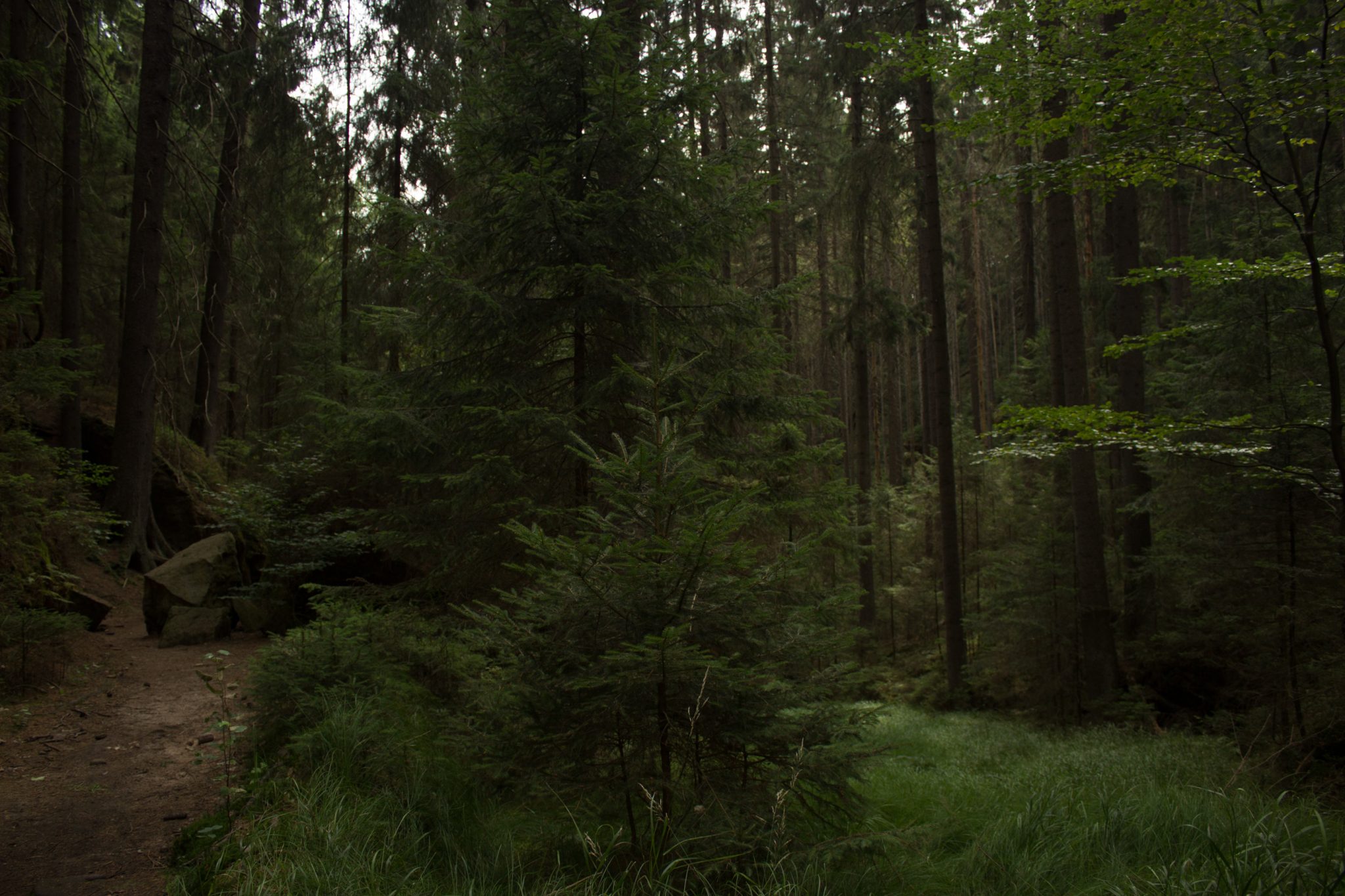 Kirnitzschklamm Hermanseck und Königsplatz im Kirnitzschtal wandern, Wanderweg im Wanderparadies Sächsische Schweiz mit vielen tollen Aussichten, riesiger Felsennationalpark