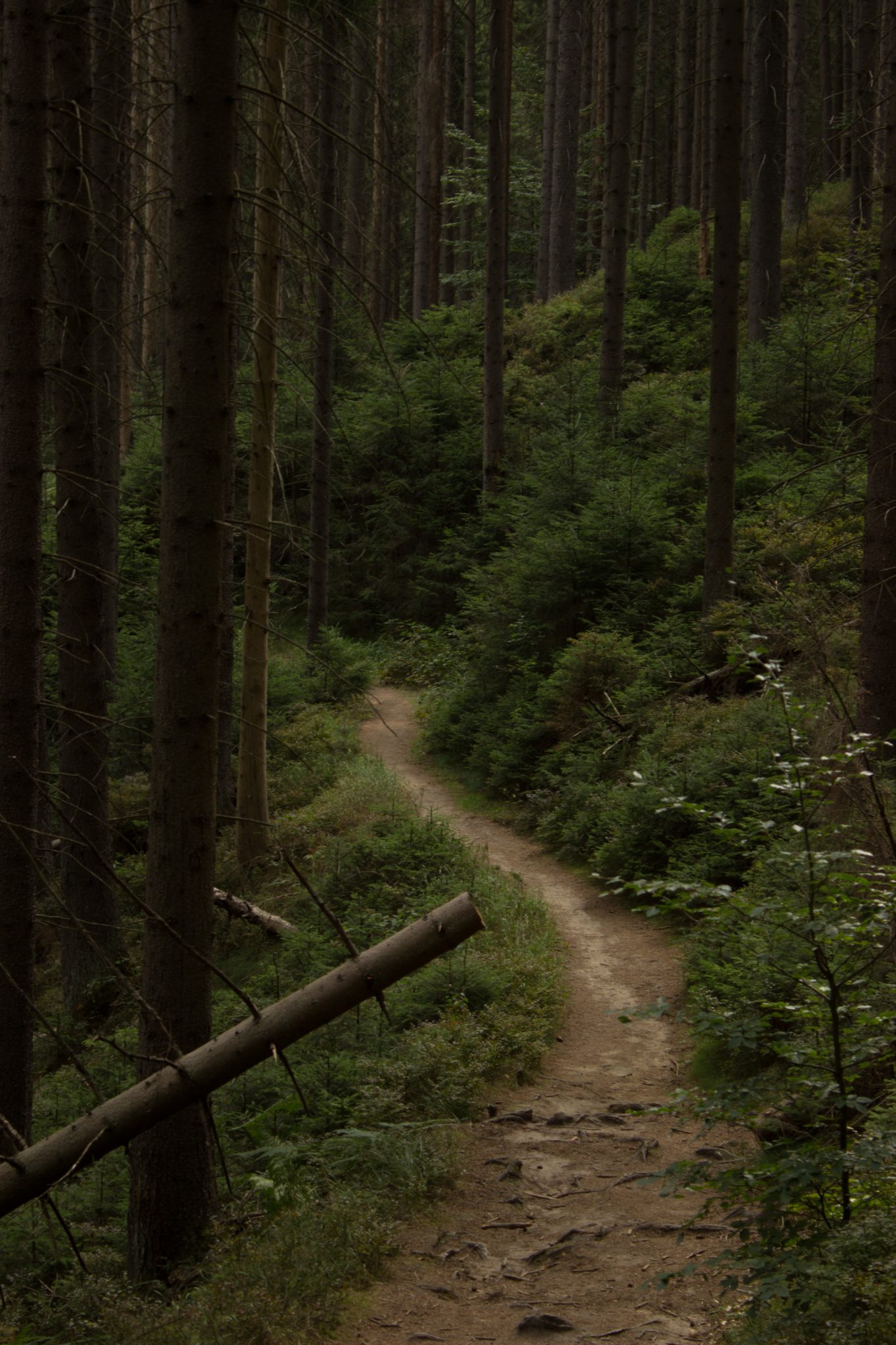 Kirnitzschklamm Hermanseck und Königsplatz im Kirnitzschtal wandern, Wanderweg im Wanderparadies Sächsische Schweiz mit vielen tollen Aussichten, riesiger Felsennationalpark, schmaler Pfad im Wald