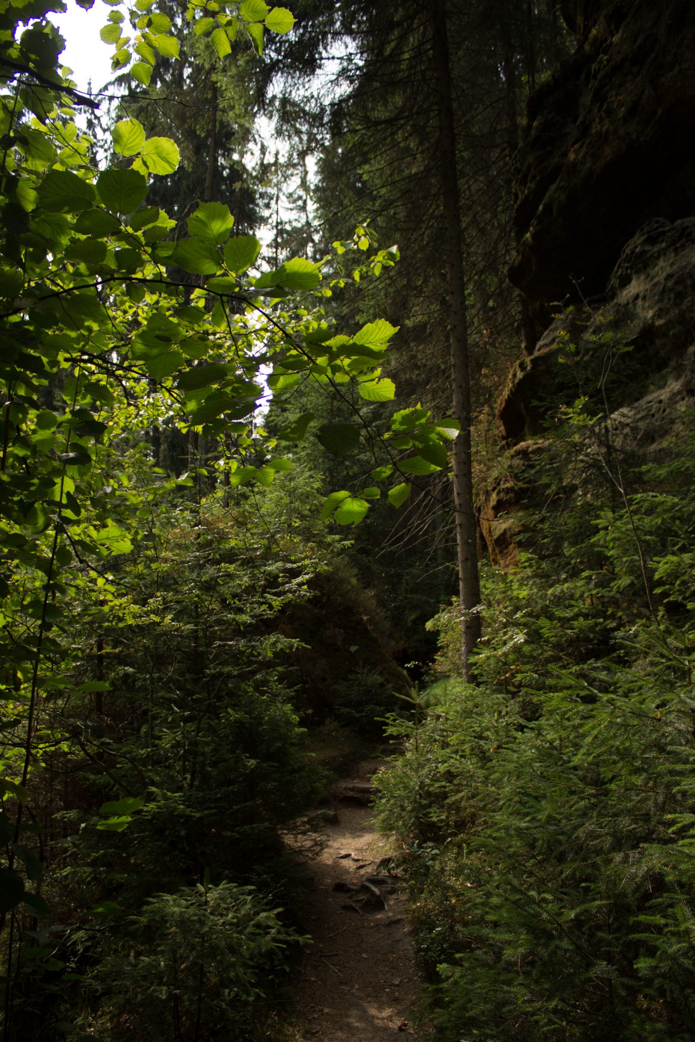 Kirnitzschklamm Hermanseck und Königsplatz im Kirnitzschtal wandern, Wanderweg im Wanderparadies Sächsische Schweiz mit vielen tollen Aussichten, riesiger Felsennationalpark, schmaler und schöner Pfad im Wald