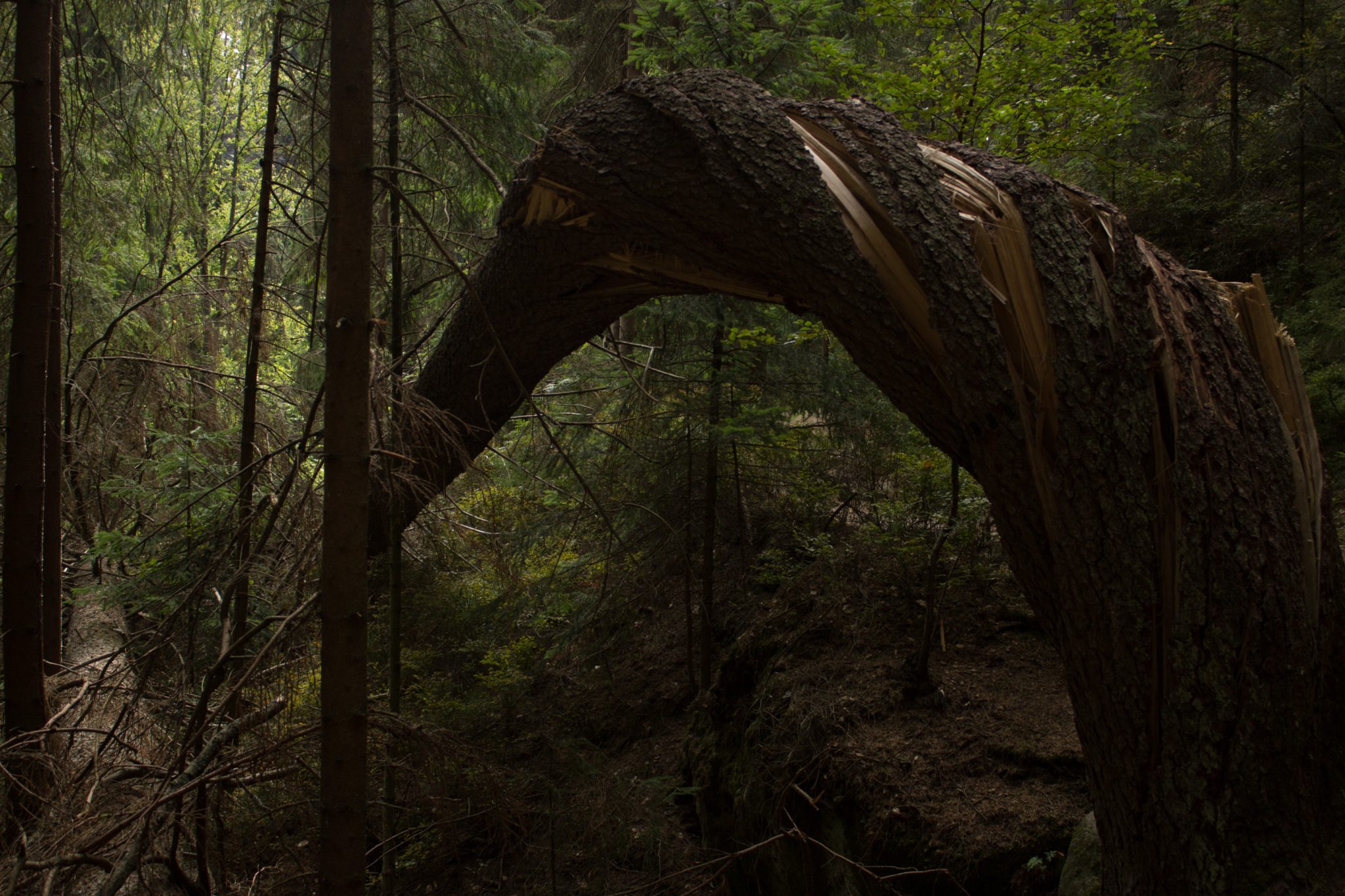 Kirnitzschklamm Hermanseck und Königsplatz im Kirnitzschtal wandern, Wanderweg im Wanderparadies Sächsische Schweiz mit vielen tollen Aussichten, riesiger Felsennationalpark, abgeknickter verdrehter Baum