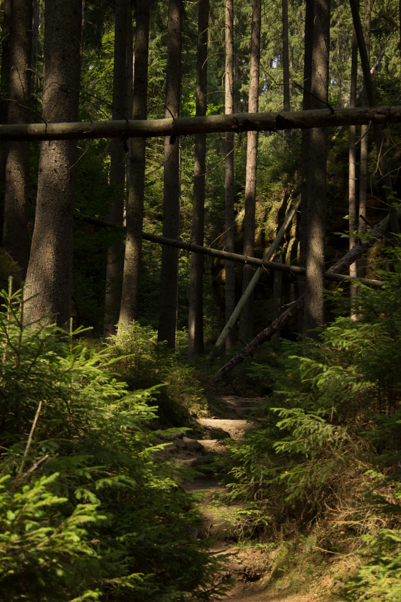Kirnitzschklamm Hermanseck und Königsplatz im Kirnitzschtal wandern, Wanderweg im Wanderparadies Sächsische Schweiz mit vielen tollen Aussichten, riesiger Felsennationalpark, schöner schmaler Pfad im schattenspendenden Wald