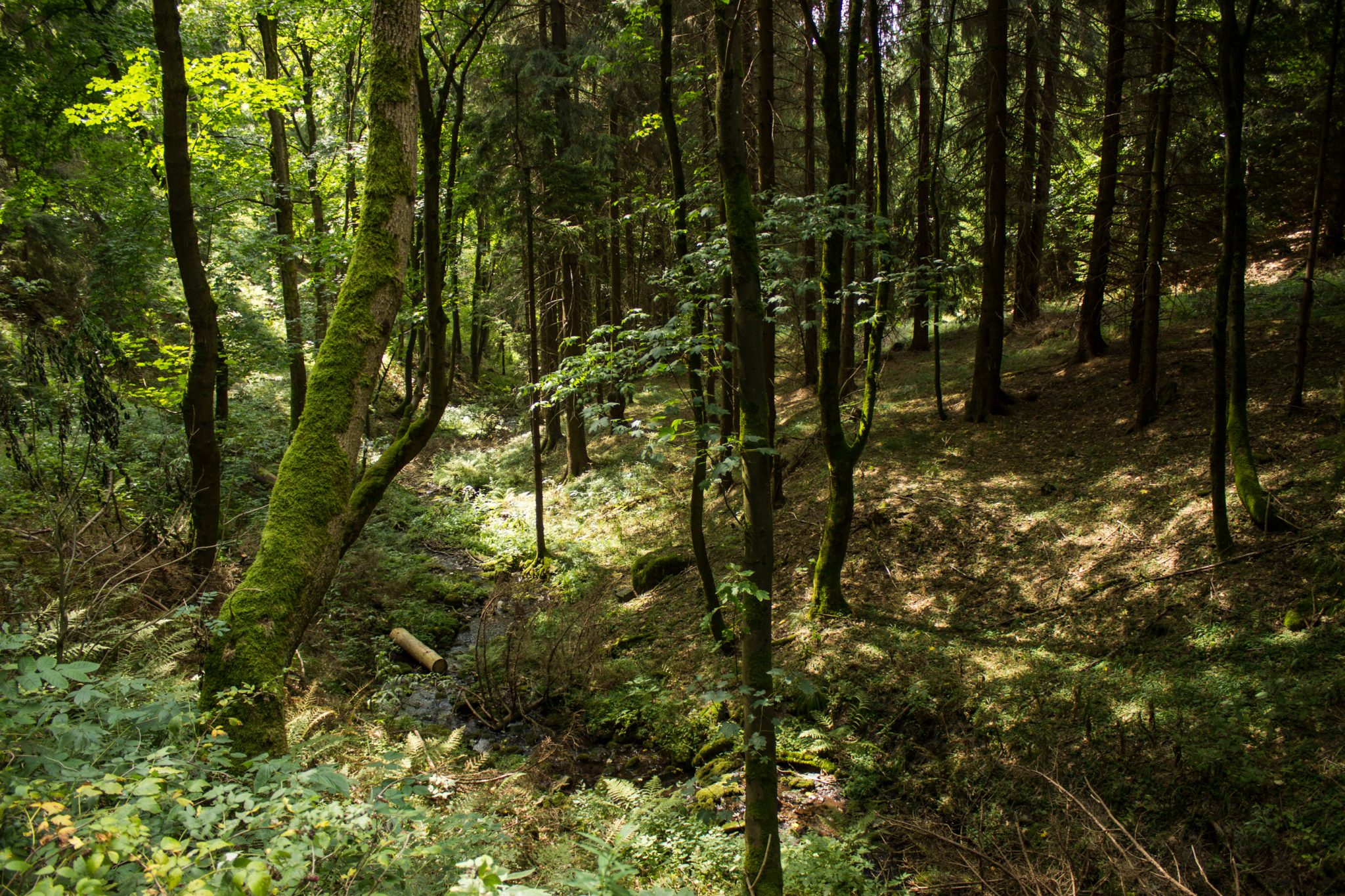 Großer Beerberg Schneekopf und Teufelskanzel, Gipfeltour Wanderung im Thüringer Wald, moosbedeckter Baum, schöner Wald