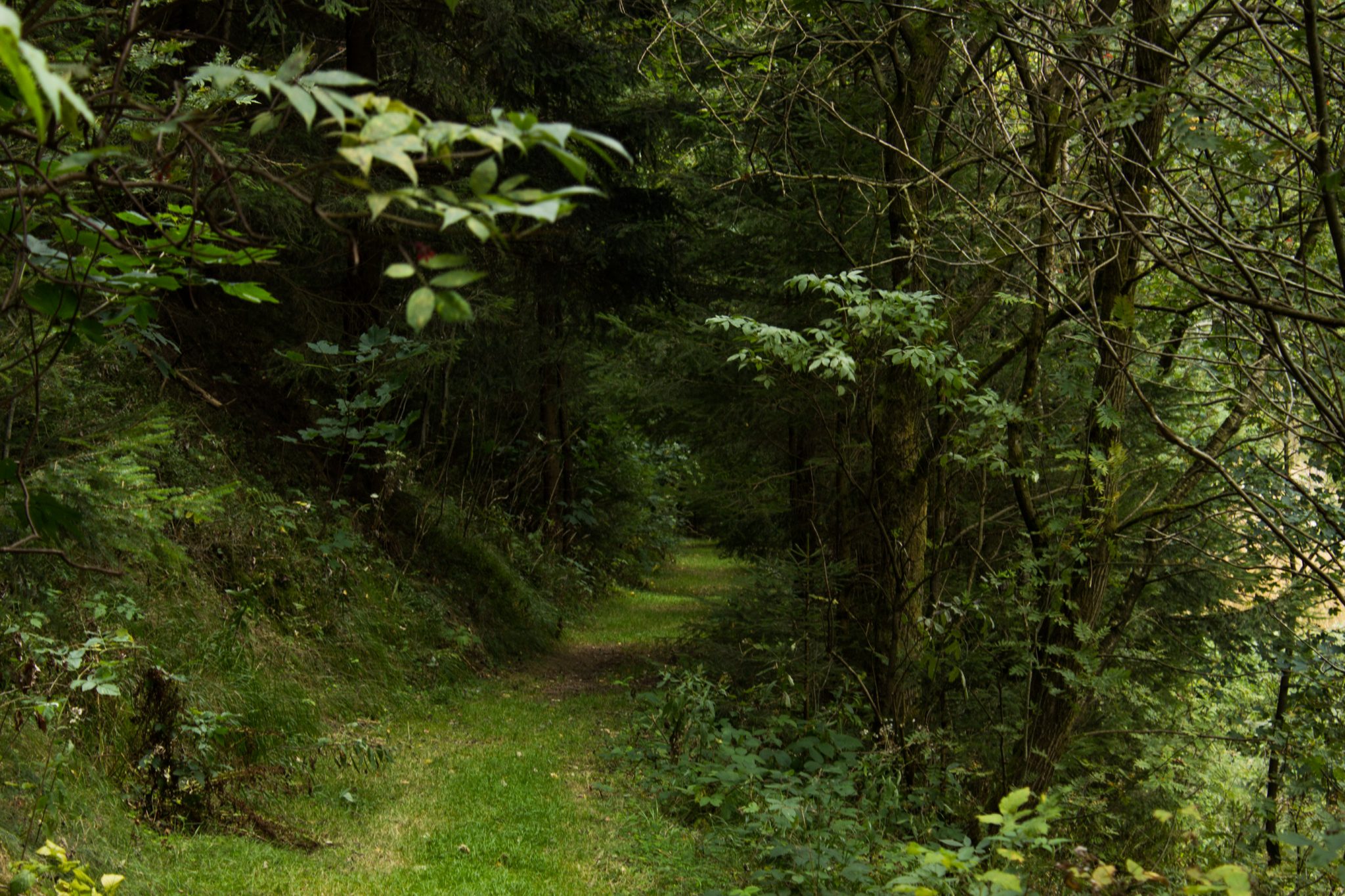 Großer Beerberg Schneekopf und Teufelskanzel, Gipfeltour Wanderung im Thüringer Wald, schöner Wanderweg durch Wald über Wiese