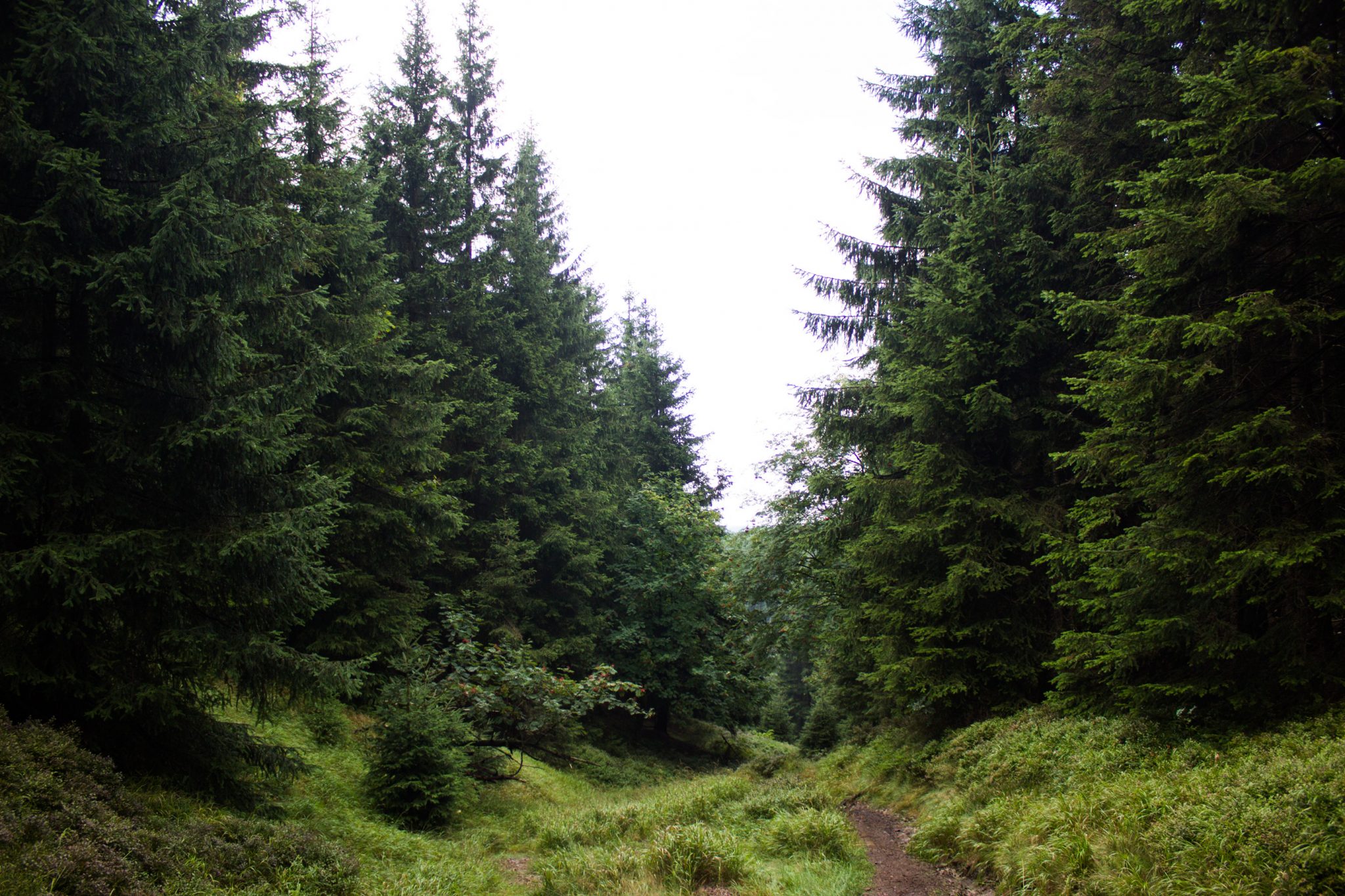 Großer Beerberg Schneekopf und Teufelskanzel, Gipfeltour Wanderung im Thüringer Wald, schöner Wanderweg auf schmalem Pfad durch Wald
