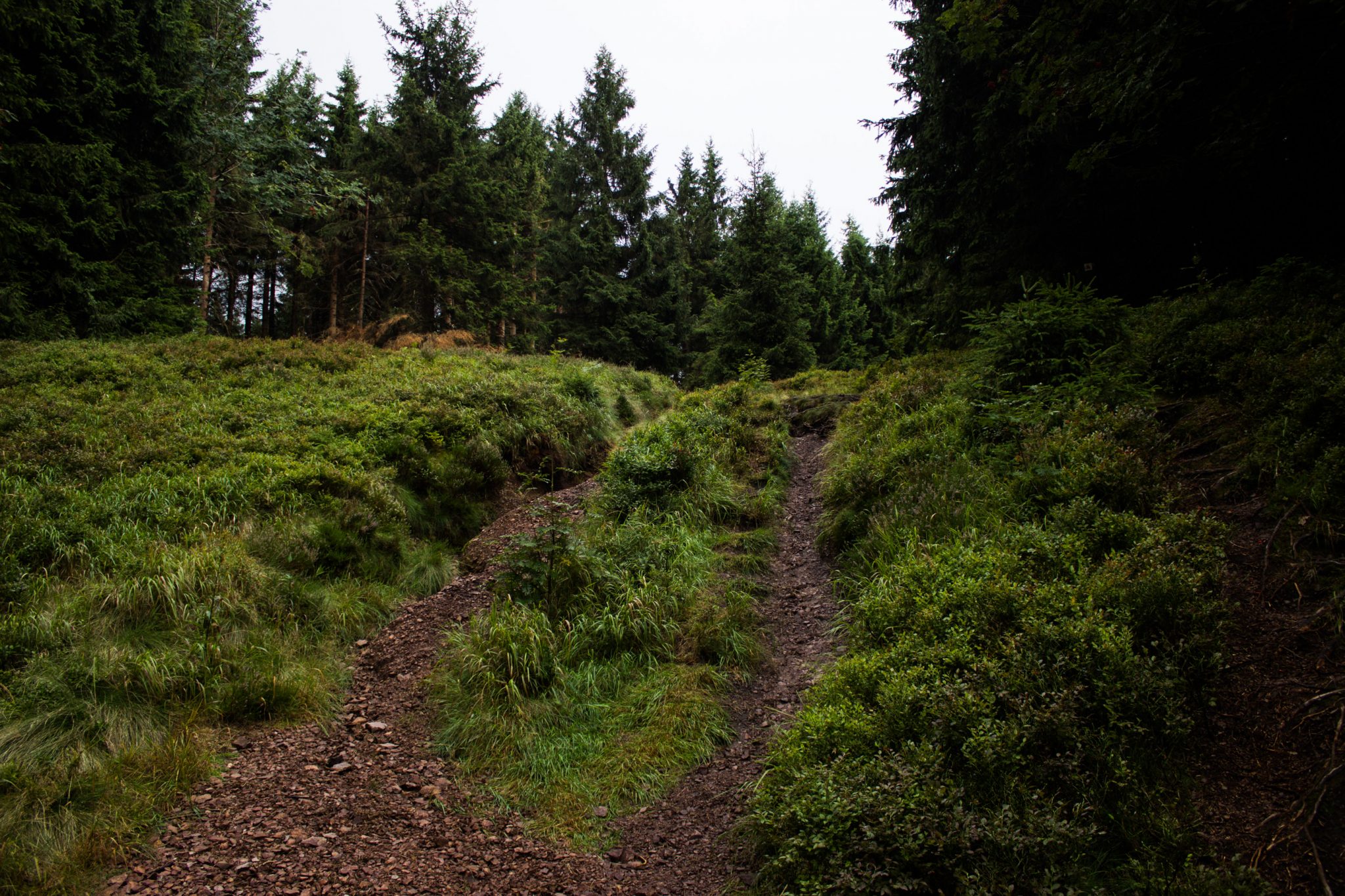 Großer Beerberg Schneekopf und Teufelskanzel, Gipfeltour Wanderung im Thüringer Wald, schöner Wanderweg auf schmalem Pfad durch Wald
