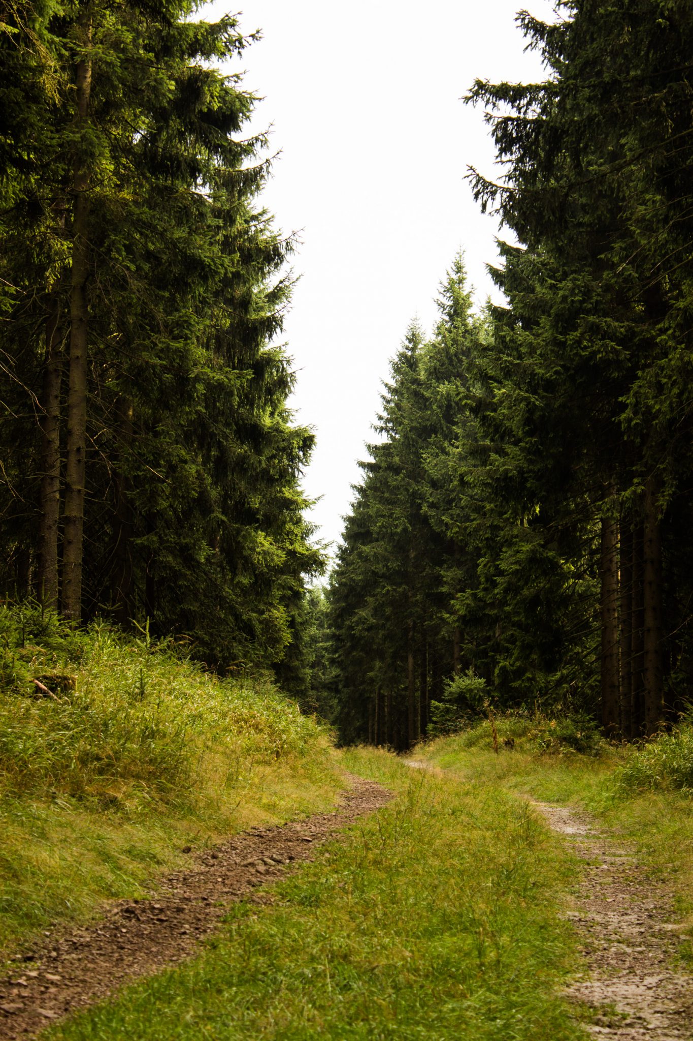 Großer Beerberg Schneekopf und Teufelskanzel, Gipfeltour Wanderung im Thüringer Wald, schöner Wanderweg durch Wald