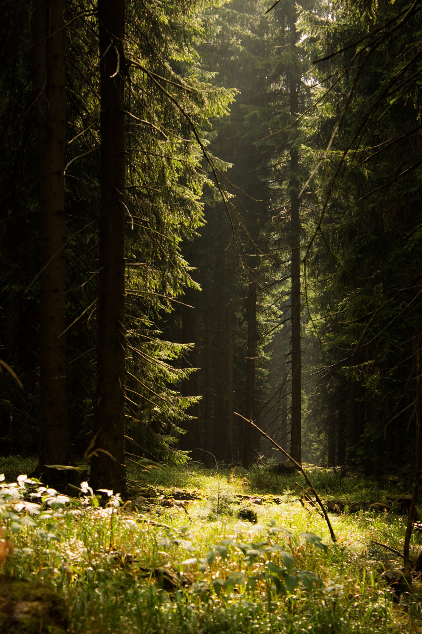 Großer Beerberg Schneekopf und Teufelskanzel, Gipfeltour Wanderung im Thüringer Wald, schöne Lichtstimmung im Wald, Sonne scheint nach Regen