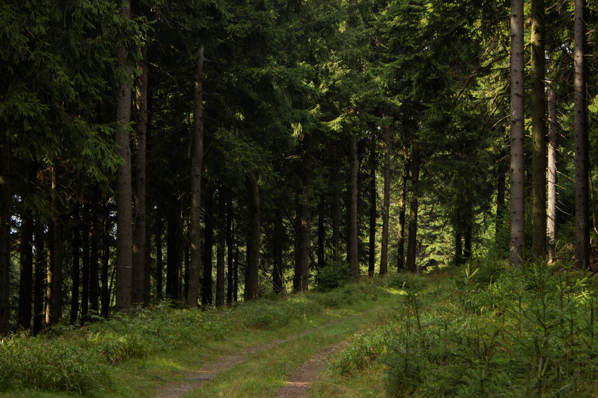 Großer Beerberg Schneekopf und Teufelskanzel, Gipfeltour Wanderung im Thüringer Wald, Wanderweg durch Wald