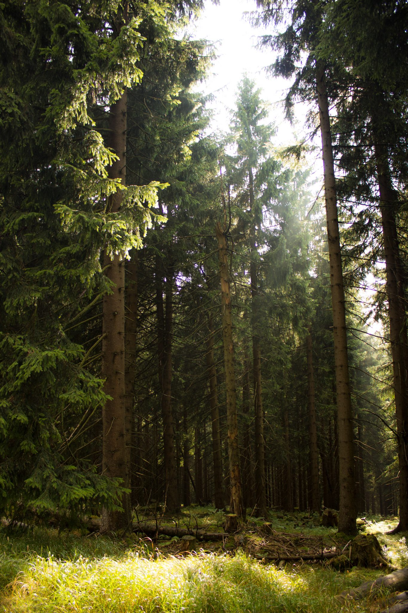 Großer Beerberg Schneekopf und Teufelskanzel, Gipfeltour Wanderung im Thüringer Wald, schöne Lichtstimmung im Wald, Sonne scheint nach Regen