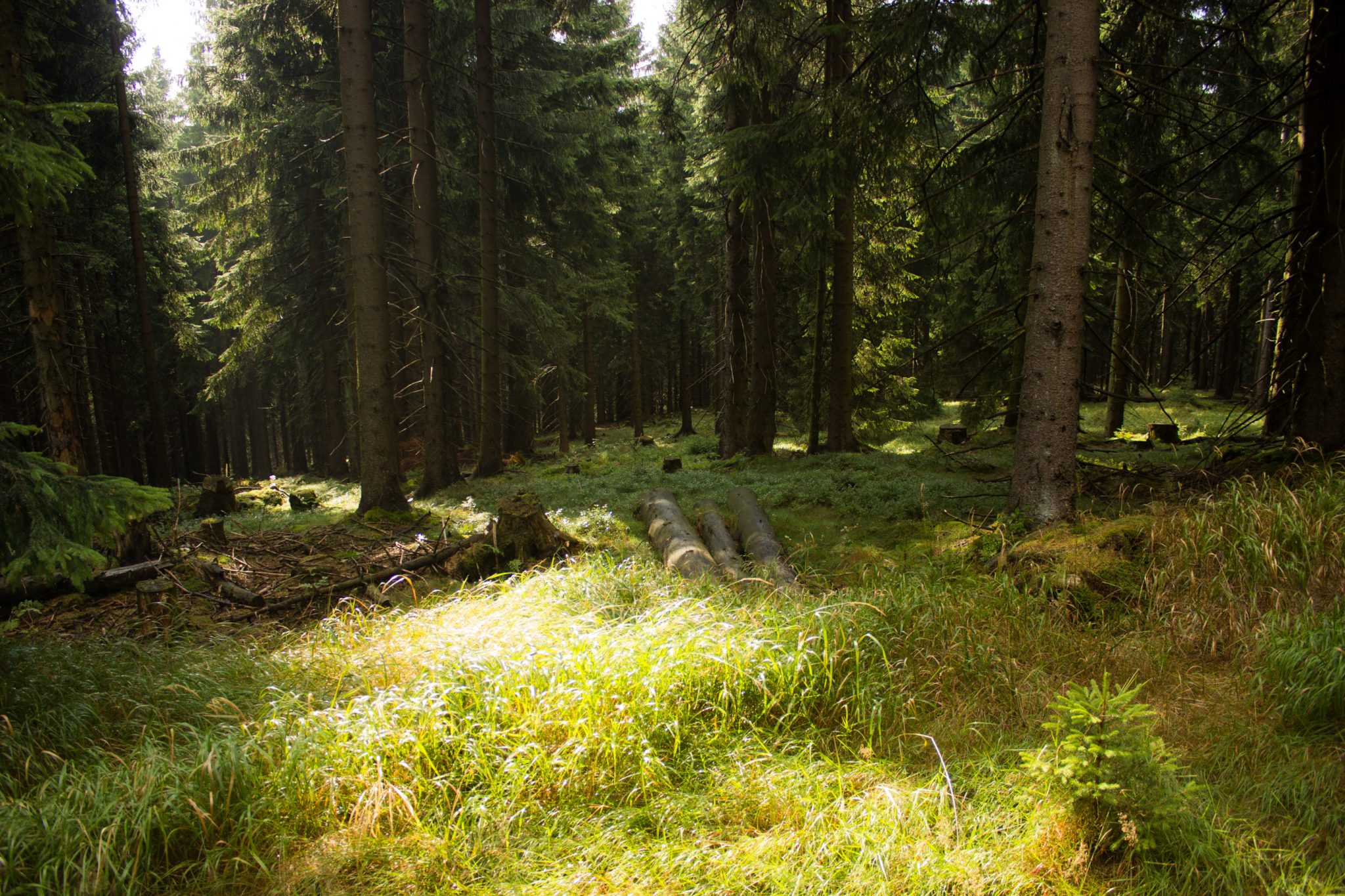 Großer Beerberg Schneekopf und Teufelskanzel, Gipfeltour Wanderung im Thüringer Wald, schöne Lichtstimmung im Wald, Sonne scheint nach Regen