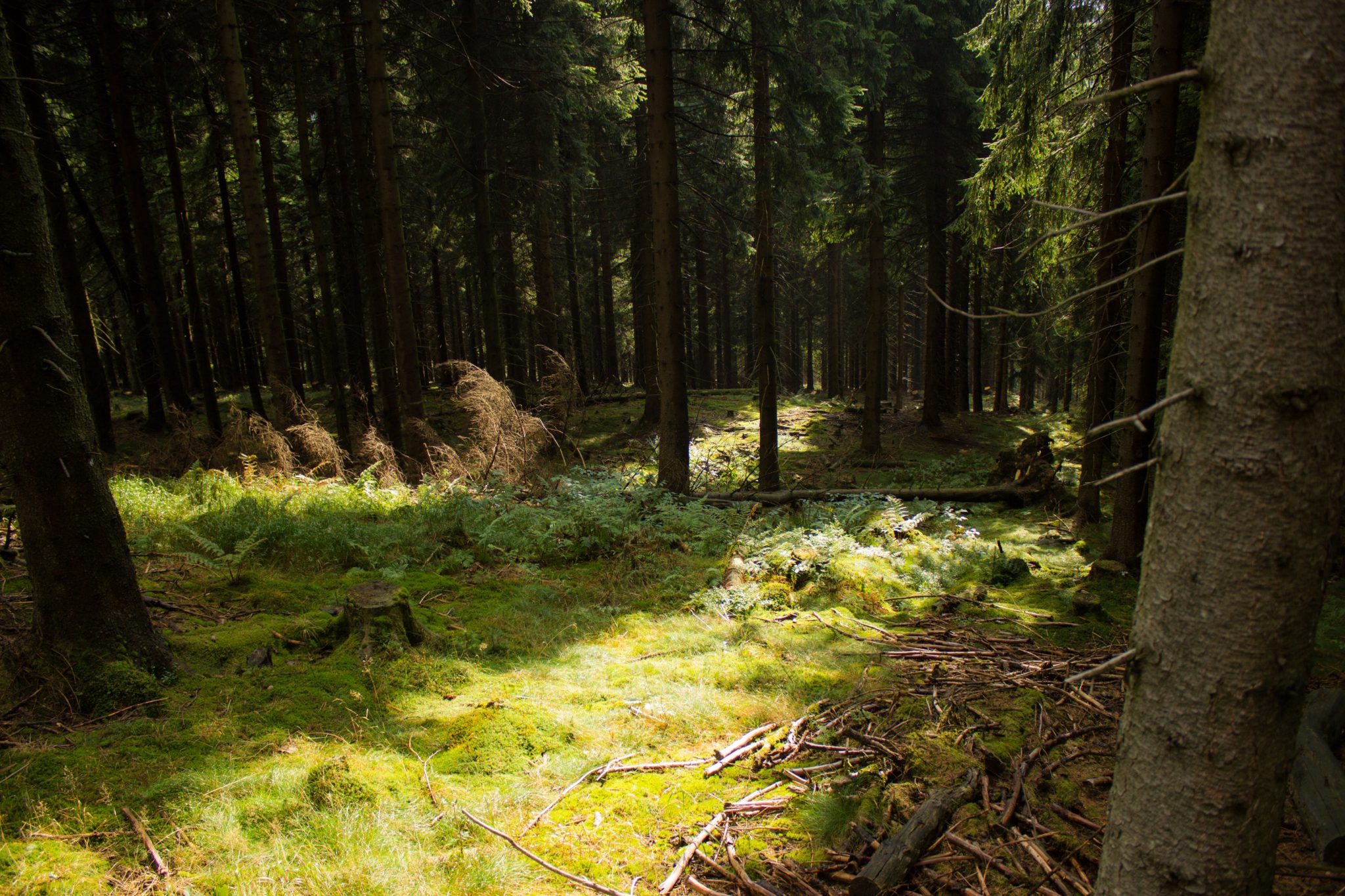Großer Beerberg Schneekopf und Teufelskanzel, Gipfeltour Wanderung im Thüringer Wald, schöne Lichtstimmung im Wald, Sonne scheint nach Regen