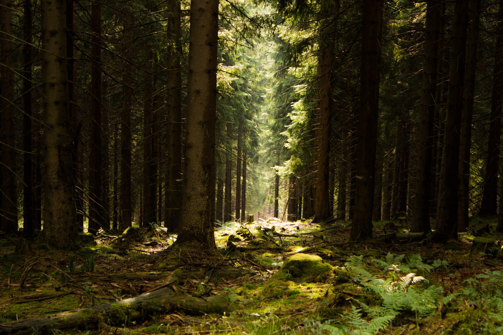 Großer Beerberg Schneekopf und Teufelskanzel, Gipfeltour Wanderung im Thüringer Wald, schöne Lichtstimmung im Wald, Sonne scheint nach Regen