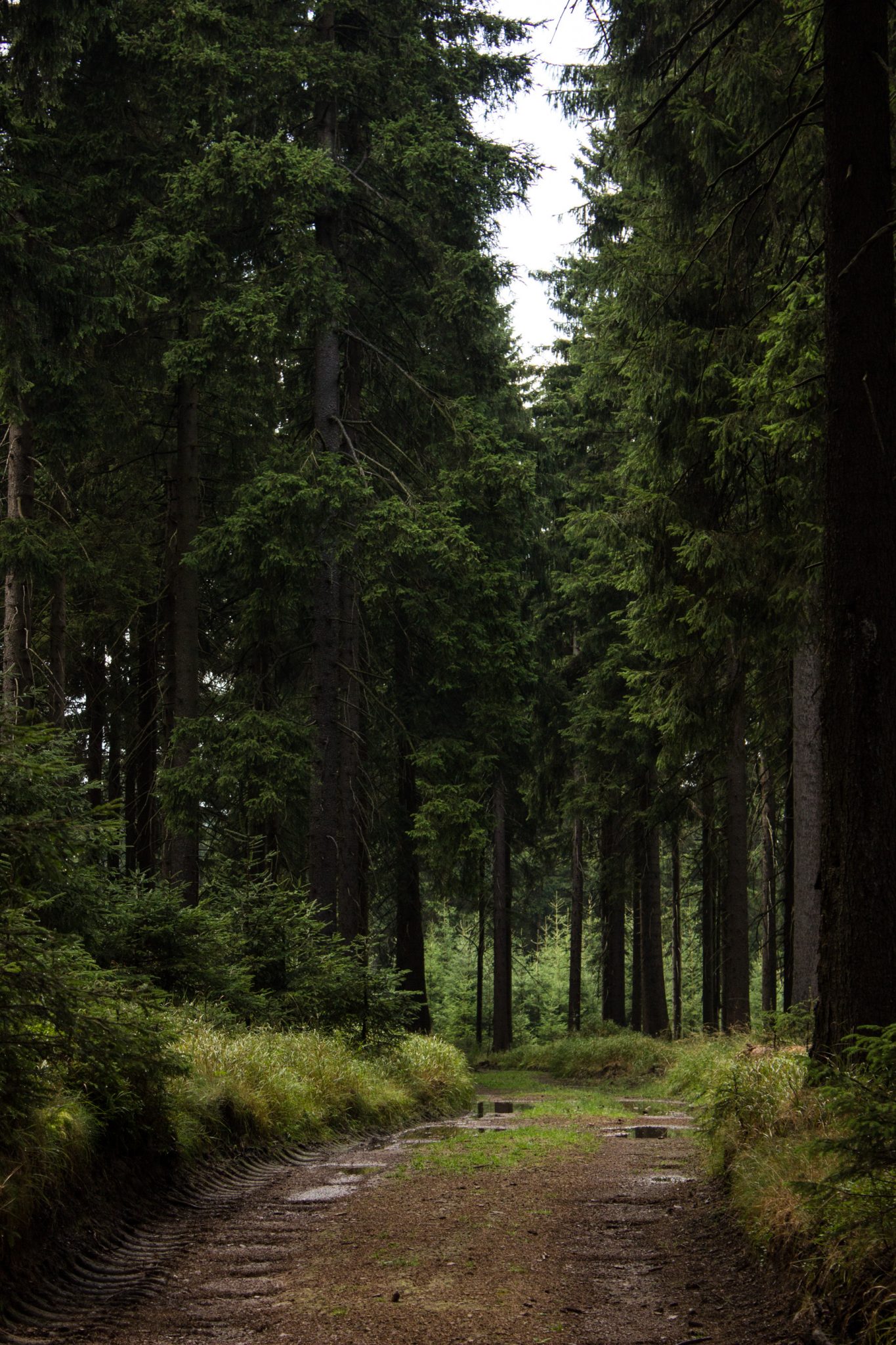 Großer Beerberg Schneekopf und Teufelskanzel, Gipfeltour Wanderung im Thüringer Wald, Wanderweg durch Wald