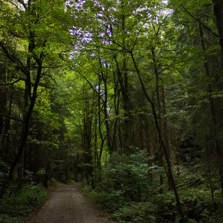 Marderschlucht wandern bei Tambach-Dietharz, schöner Wanderweg durch dichten, grünen Wald entlang Marderbach und Tal
