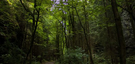 Marderschlucht wandern bei Tambach-Dietharz, schöner Wanderweg durch dichten, grünen Wald entlang Marderbach und Tal