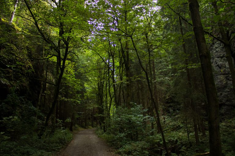 Marderschlucht wandern bei Tambach-Dietharz, schöner Wanderweg durch dichten, grünen Wald entlang Marderbach und Tal