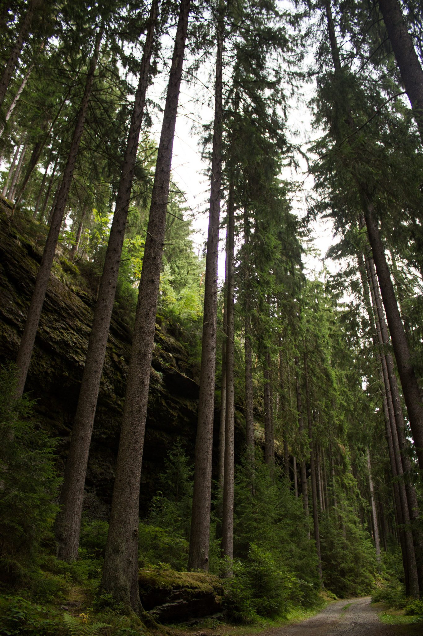 Marderschlucht wandern bei Tambach-Dietharz, schöner Wanderweg durch dichten, grünen Wald entlang Marderbach und Tal, große Felswände, hohe Bäume