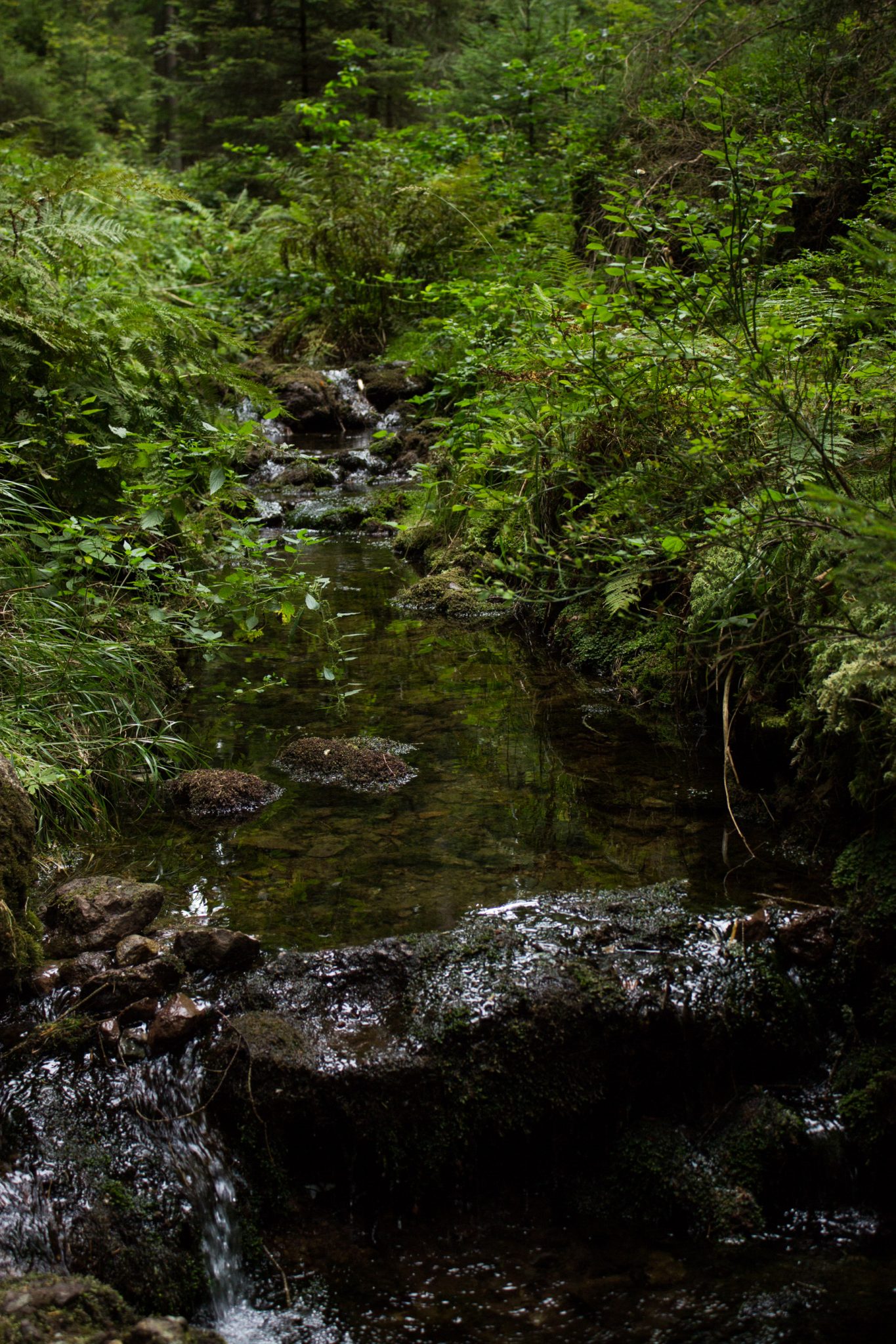 Marderschlucht wandern bei Tambach-Dietharz, schöner Wanderweg durch dichten, grünen Wald entlang plätscherndem Marderbach und Tal