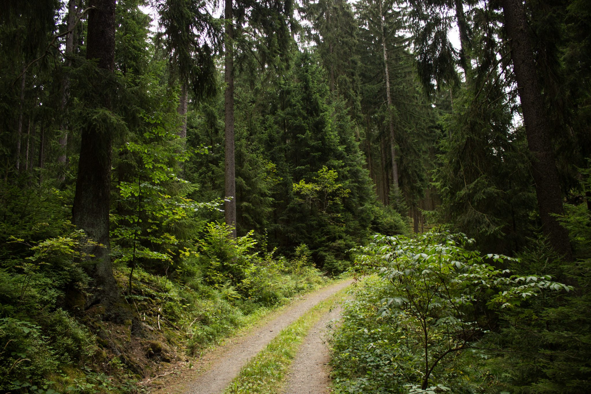 Marderschlucht wandern bei Tambach-Dietharz, schöner Wanderweg durch dichten, grünen Wald entlang Marderbach und Tal
