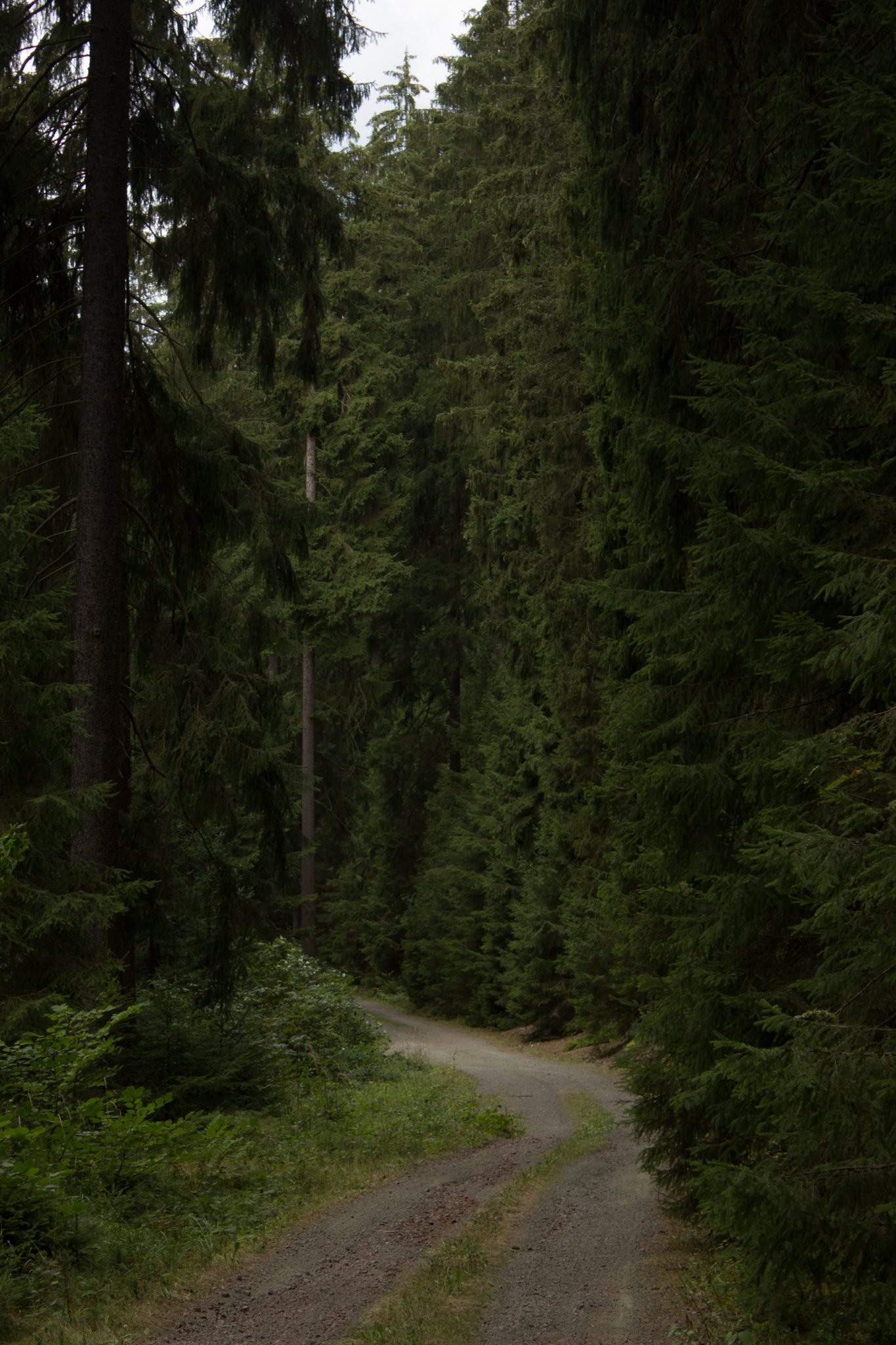 Marderschlucht wandern bei Tambach-Dietharz, schöner Wanderweg durch dichten, grünen Wald entlang Marderbach und Tal