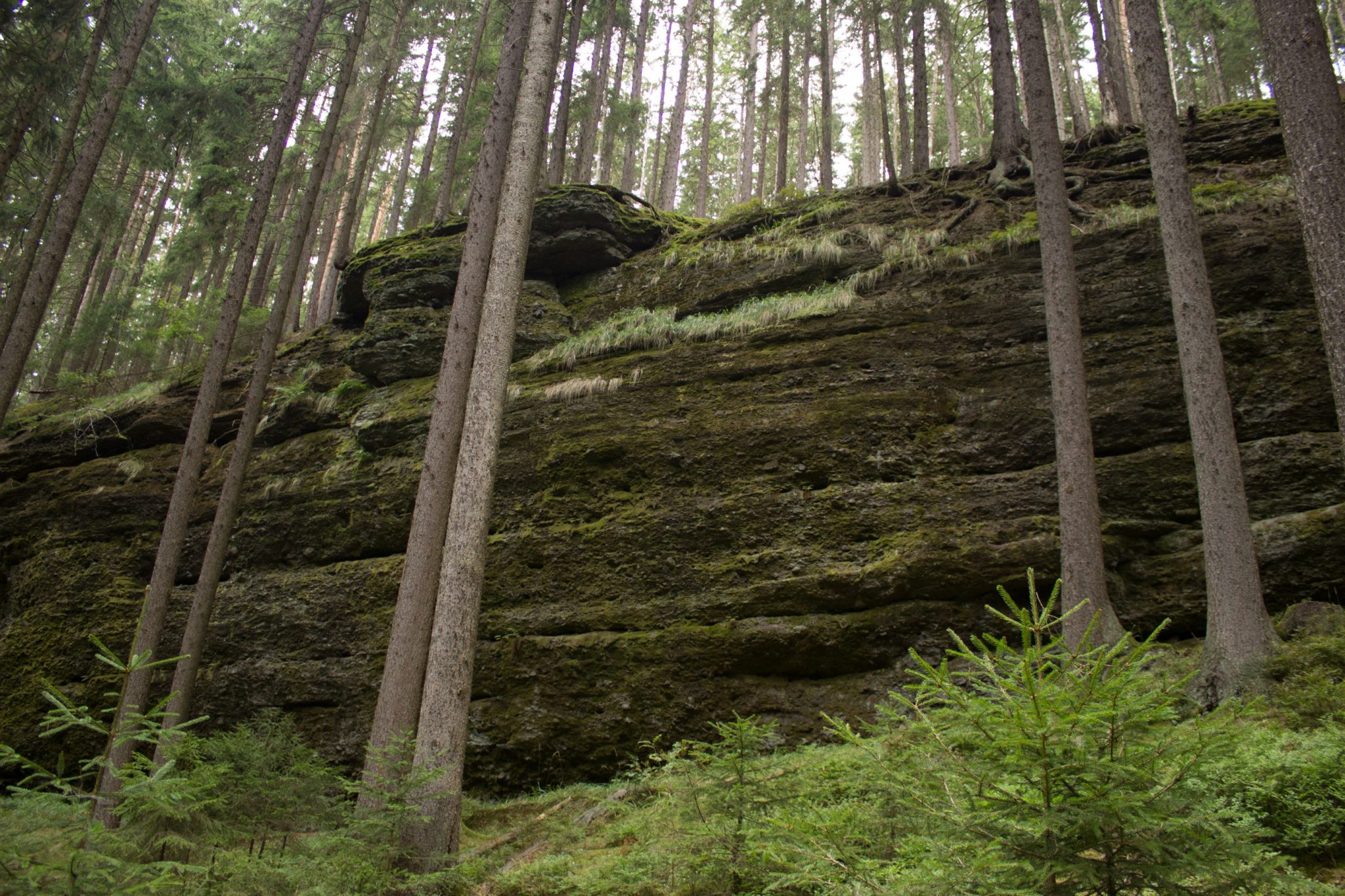 Marderschlucht wandern bei Tambach-Dietharz, schöner Wanderweg durch dichten, grünen Wald entlang Marderbach und Tal, große Felswände, hohe Bäume