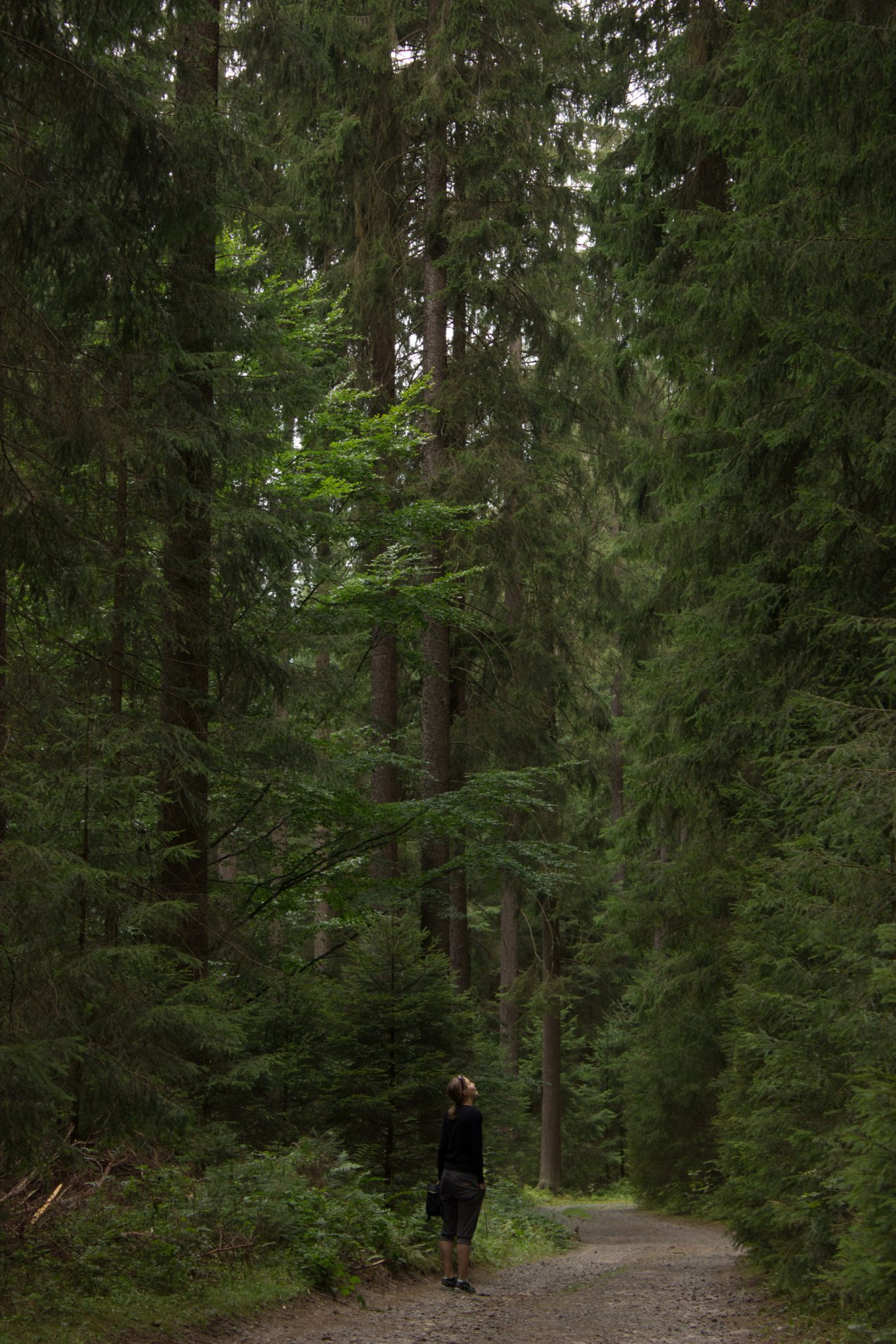 Marderschlucht wandern bei Tambach-Dietharz, schöner Wanderweg durch dichten, grünen Wald entlang Marderbach und Tal