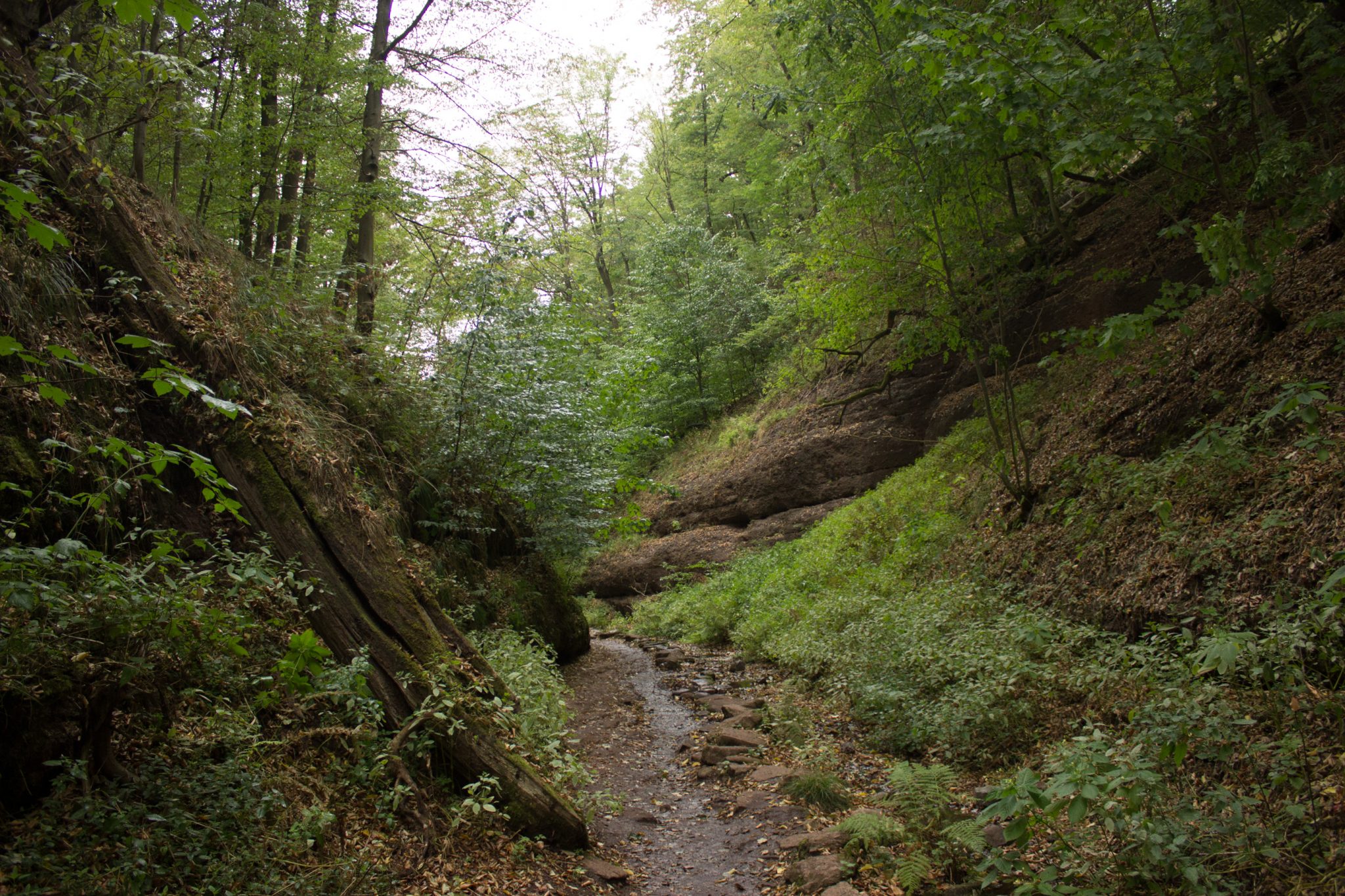 Drachenschlucht und Landgrafenschlucht - Schluchtentour bei Eisenach wandern, schmale Wege und schöner Wald