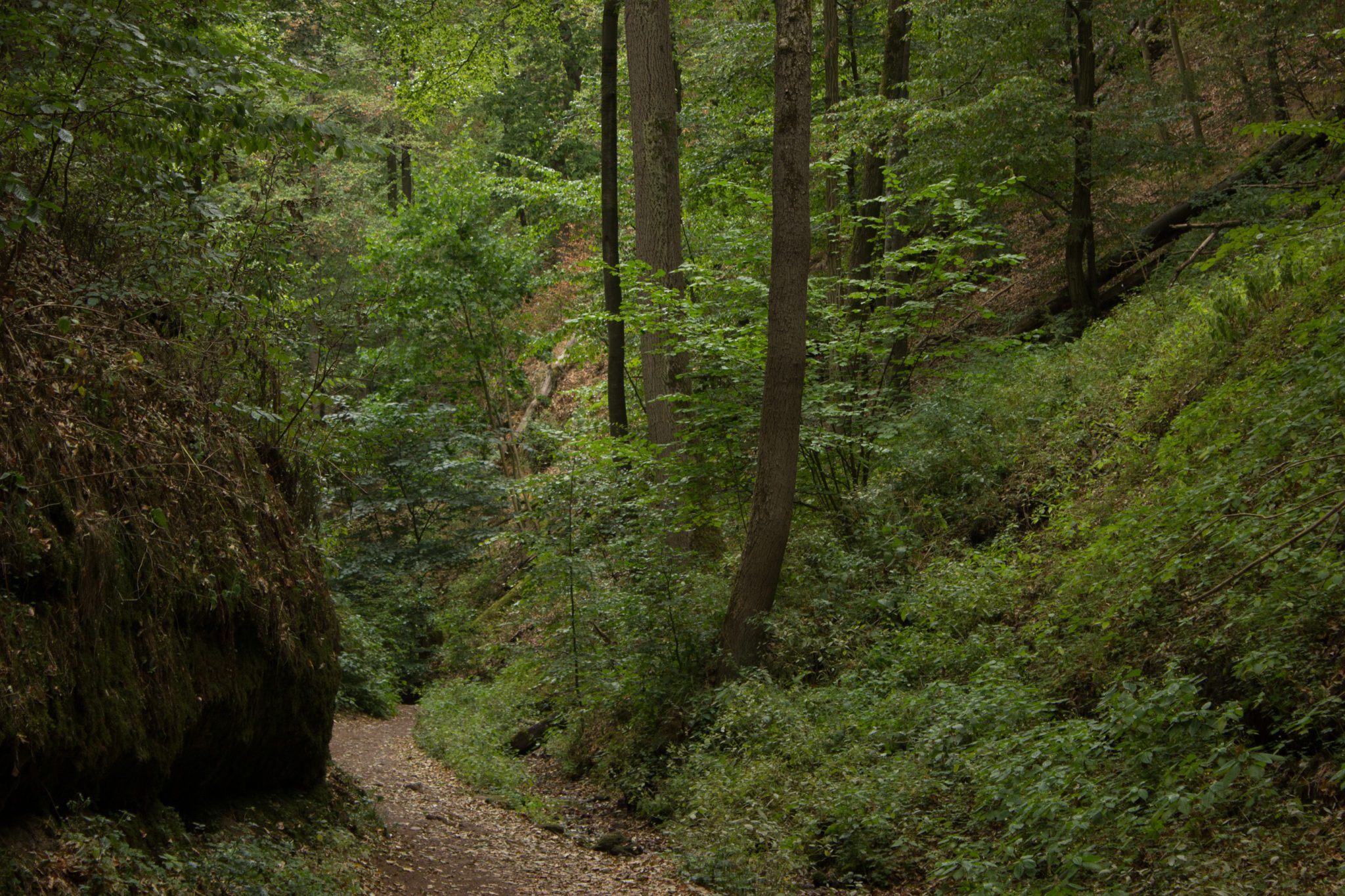 Drachenschlucht und Landgrafenschlucht - Schluchtentour bei Eisenach wandern, schmale Wege und schöner Wald