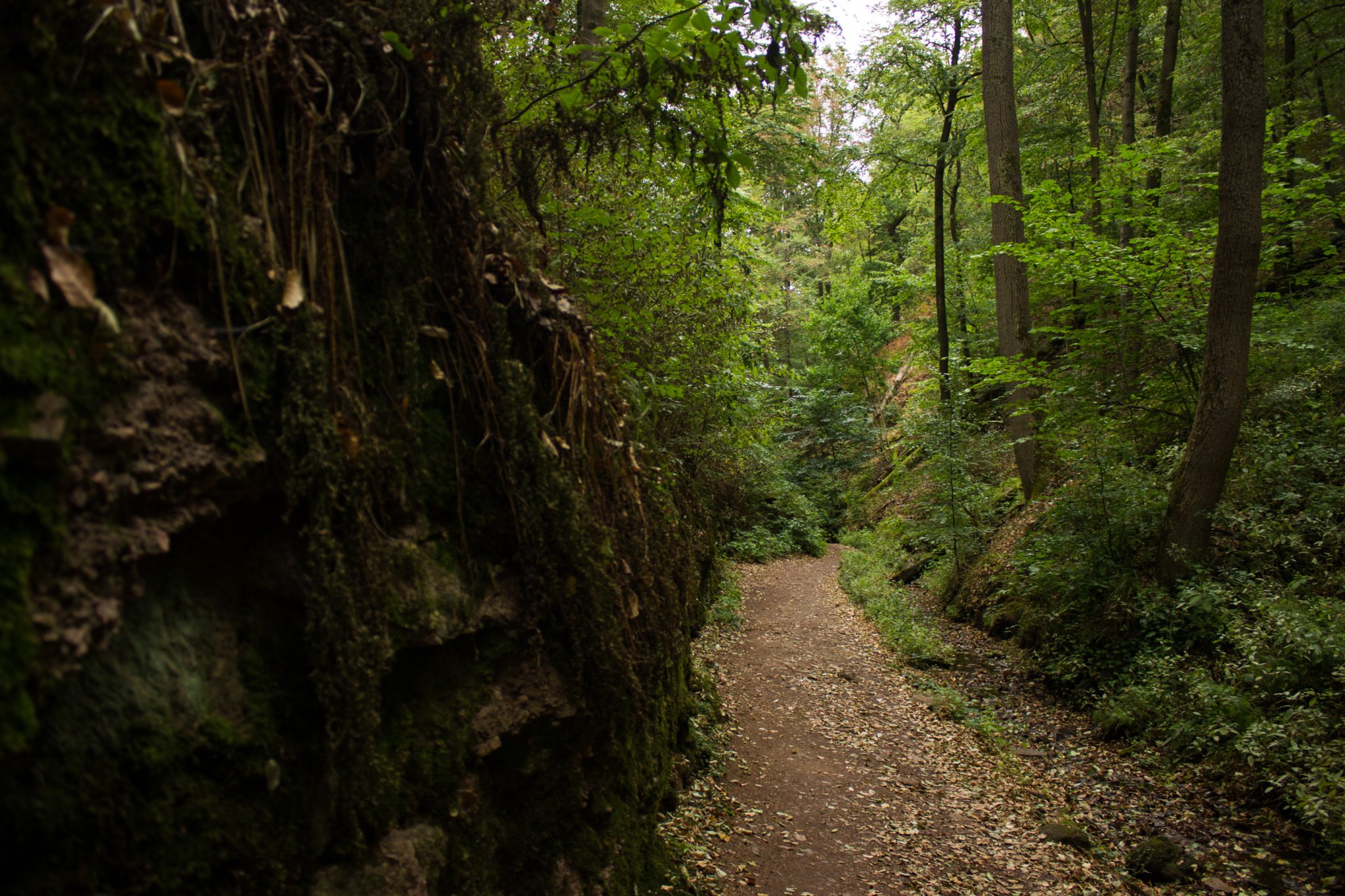 Drachenschlucht und Landgrafenschlucht - Schluchtentour bei Eisenach wandern, schmale Wege und schöner Wald