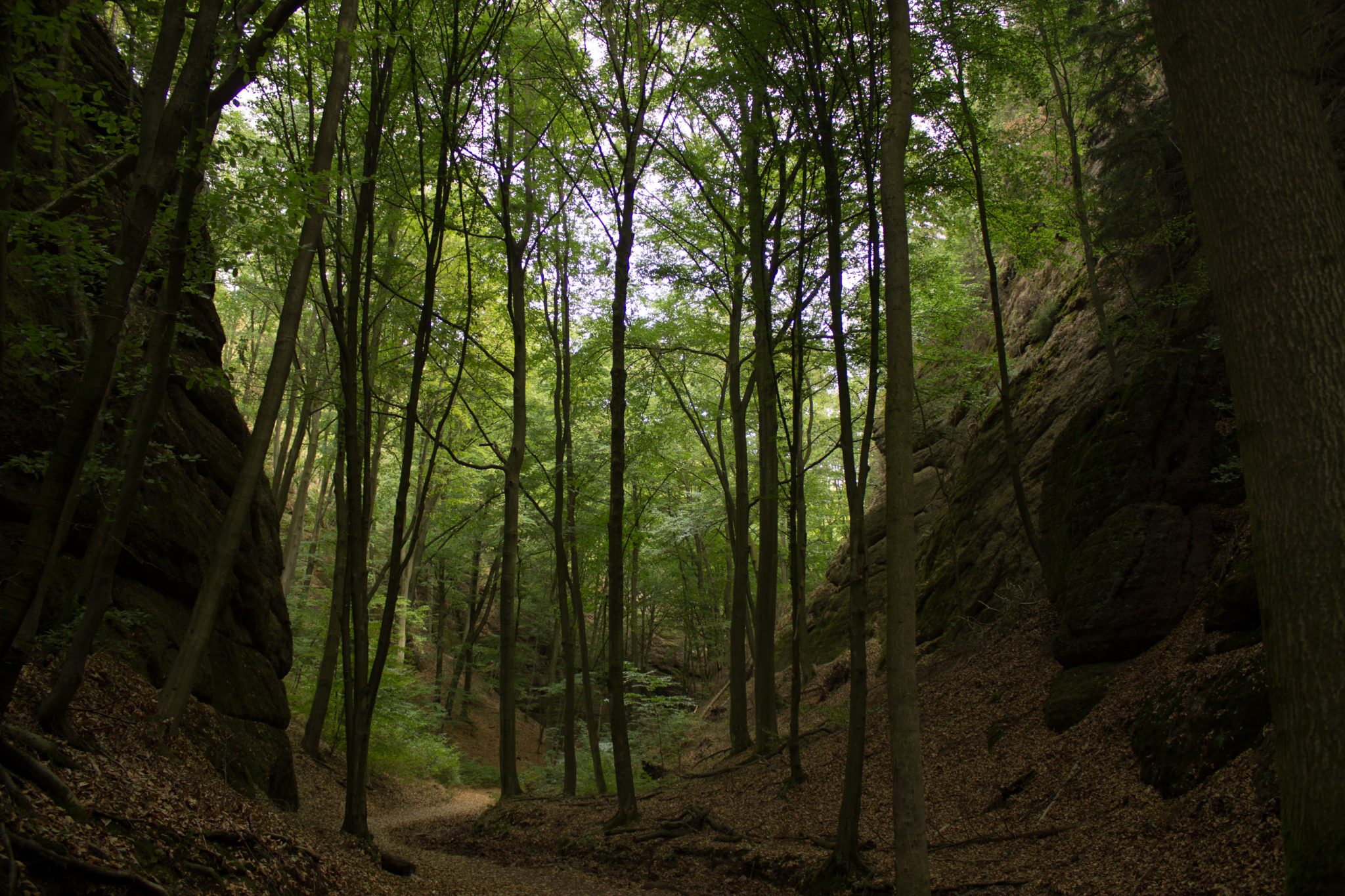 Drachenschlucht und Landgrafenschlucht - Schluchtentour bei Eisenach wandern, schmale Wege und schöner Wald