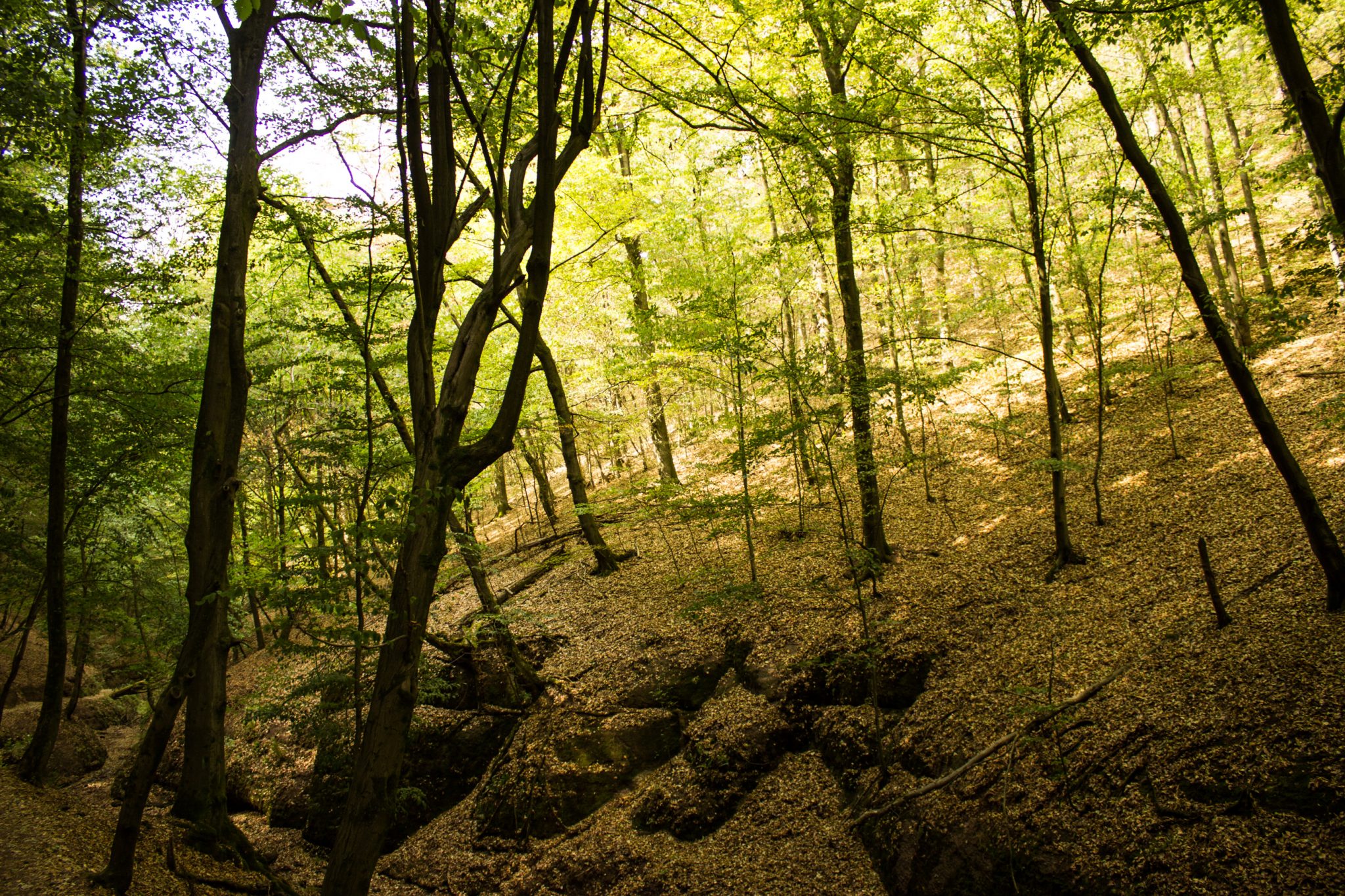 Drachenschlucht und Landgrafenschlucht - Schluchtentour bei Eisenach wandern, schmale Wege und schöner Wald, schönes Licht, kühlender Wald