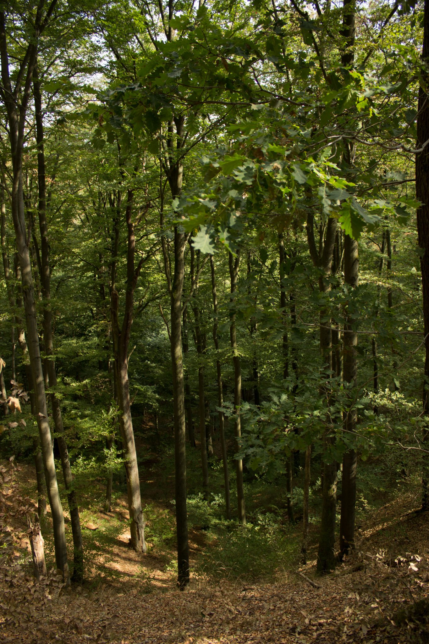 Drachenschlucht und Landgrafenschlucht - Schluchtentour bei Eisenach wandern, schmale Wege und schöner Wald, schönes Licht, kühlender Wald